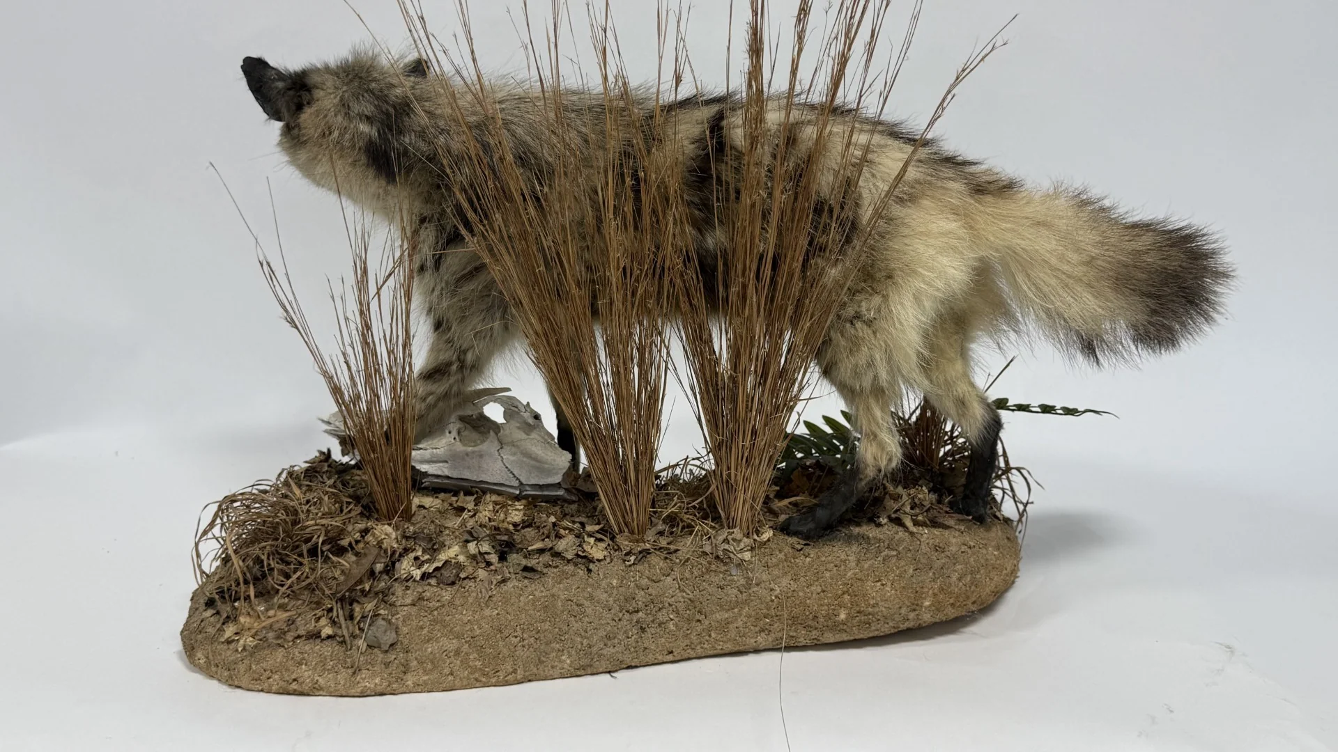  Real Taxidermy Aardwolf (Proteles cristatus) - Image 2