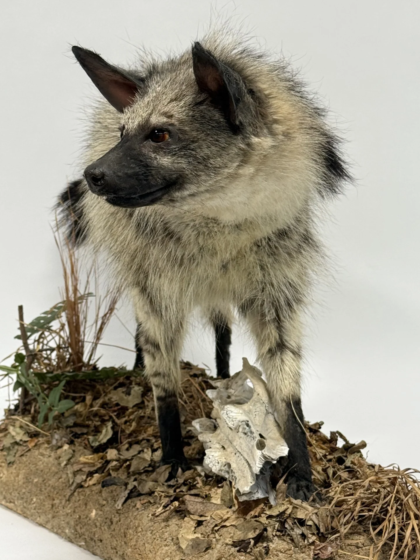  Real Taxidermy Aardwolf (Proteles cristatus) - Image 3