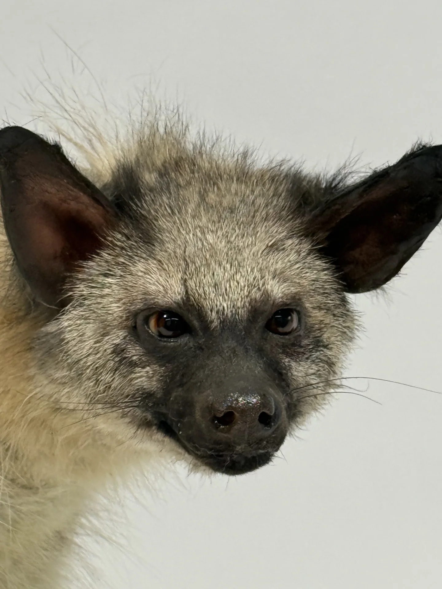  Real Taxidermy Aardwolf (Proteles cristatus) - Image 4