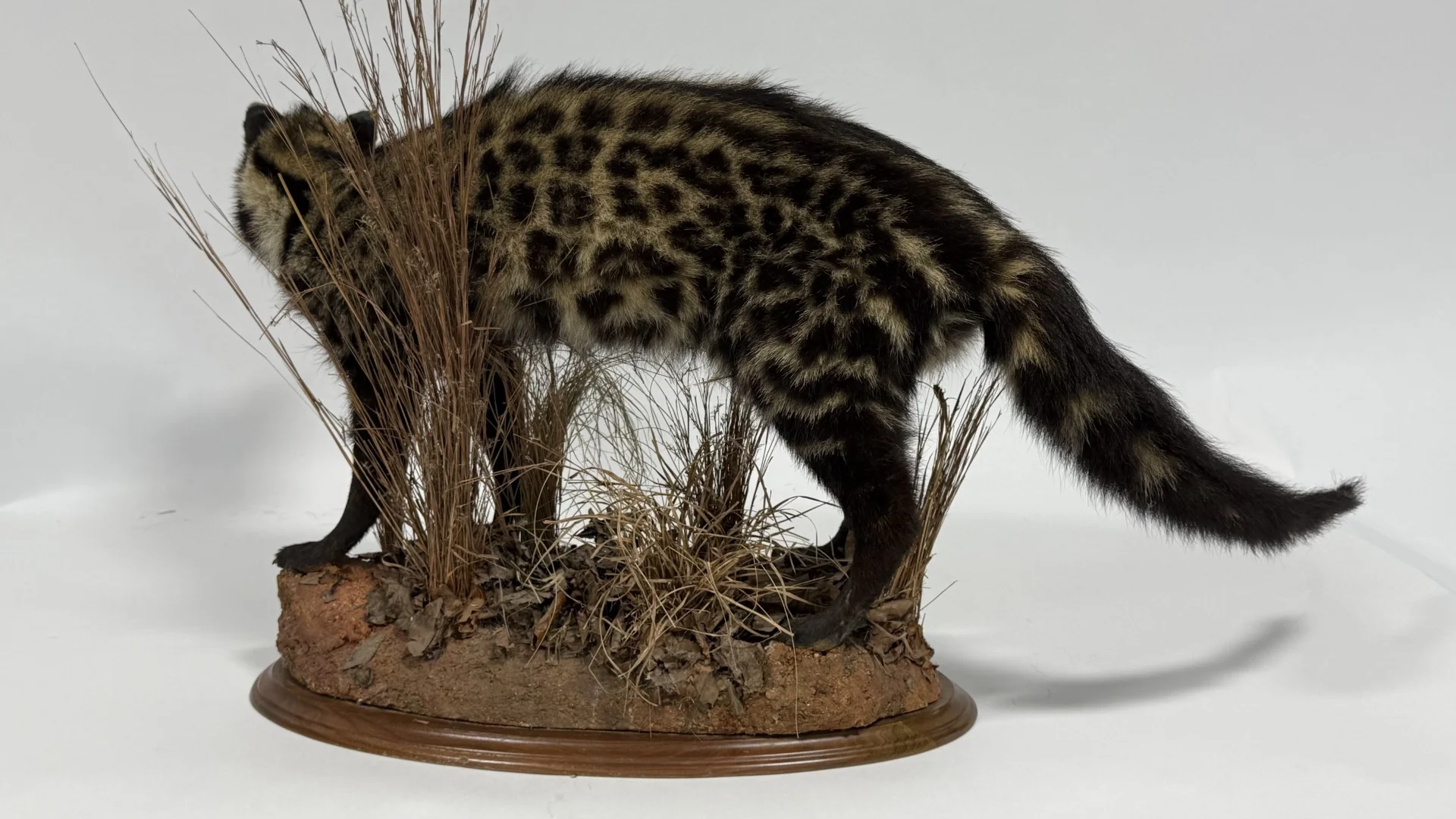 Real Taxidermy African Civet (Civettictis civetta) - Image 2