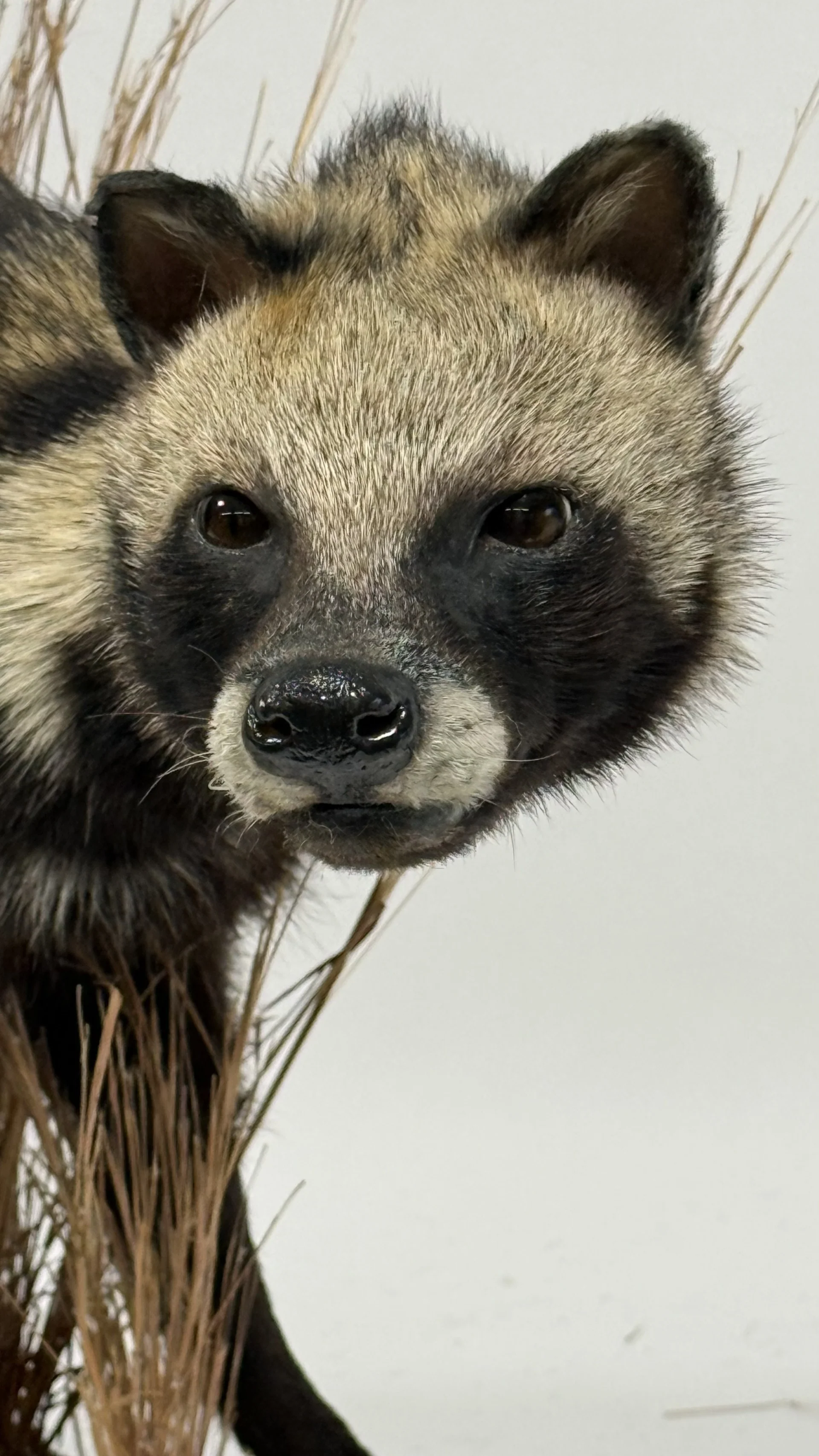 Real Taxidermy African Civet (Civettictis civetta) - Image 4