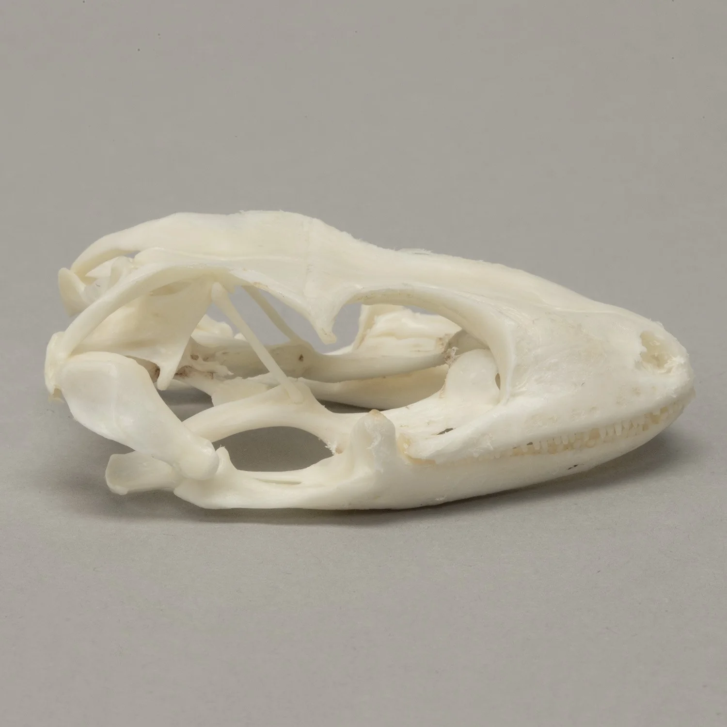 Real Tokay Gecko Skull - Image 2