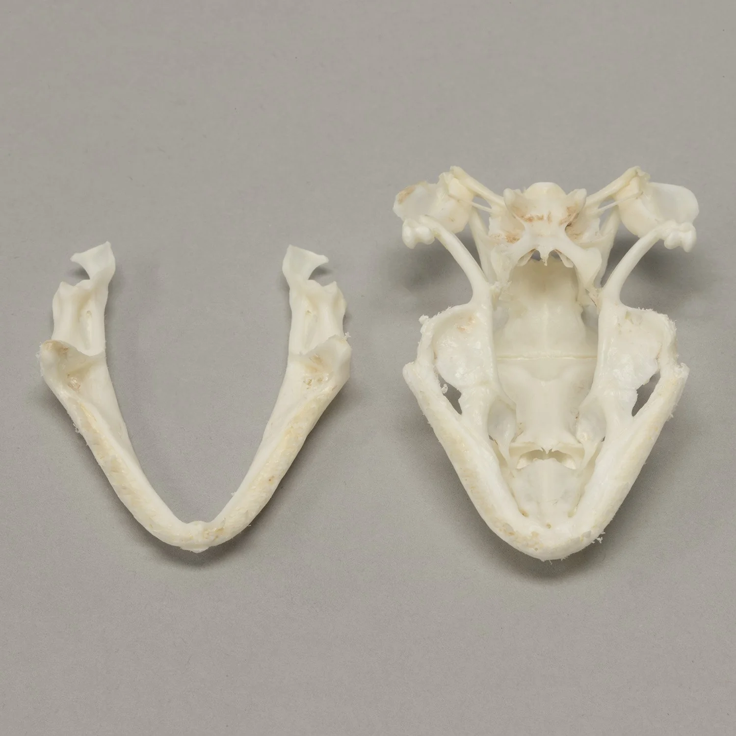Real Tokay Gecko Skull - Image 3