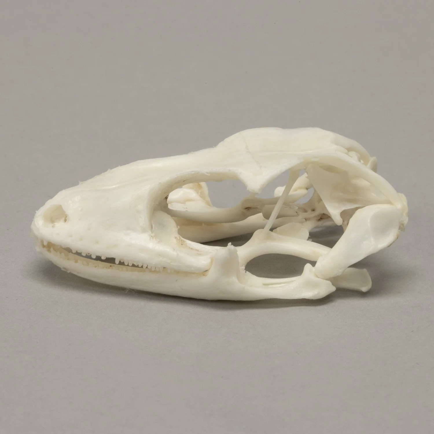 Real Tokay Gecko Skull - Image 4