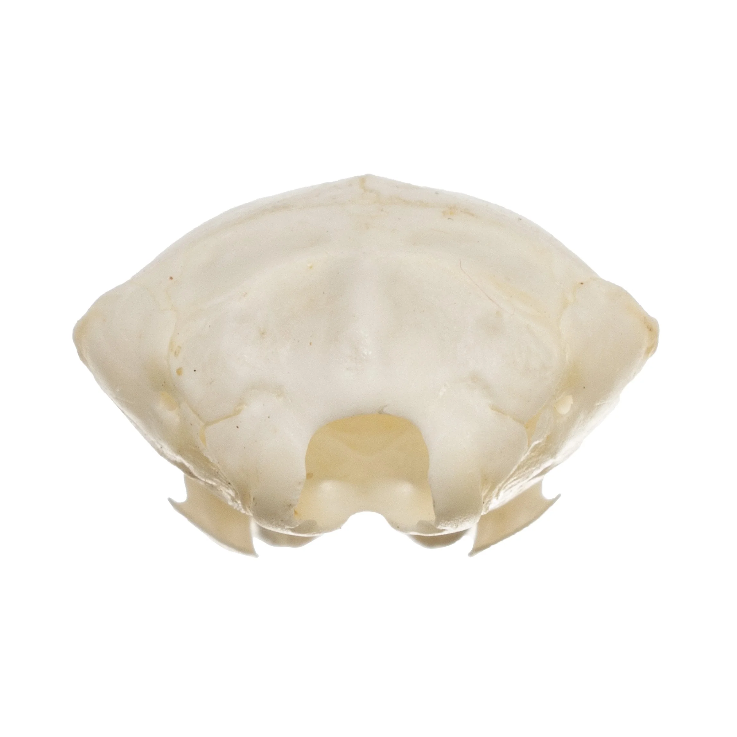 Real Townsend's Mole Skull - Image 10