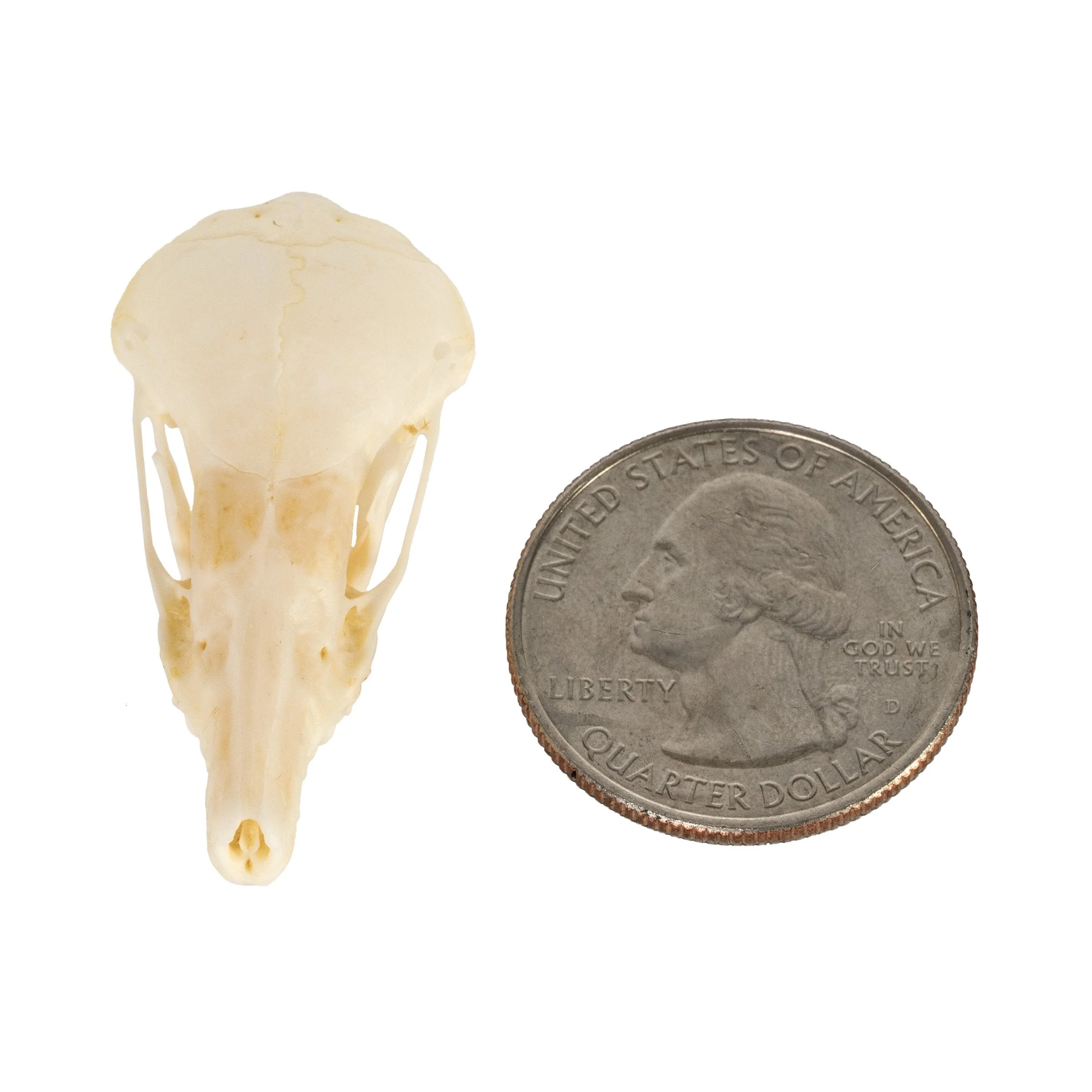 Real Townsend's Mole Skull - Image 11