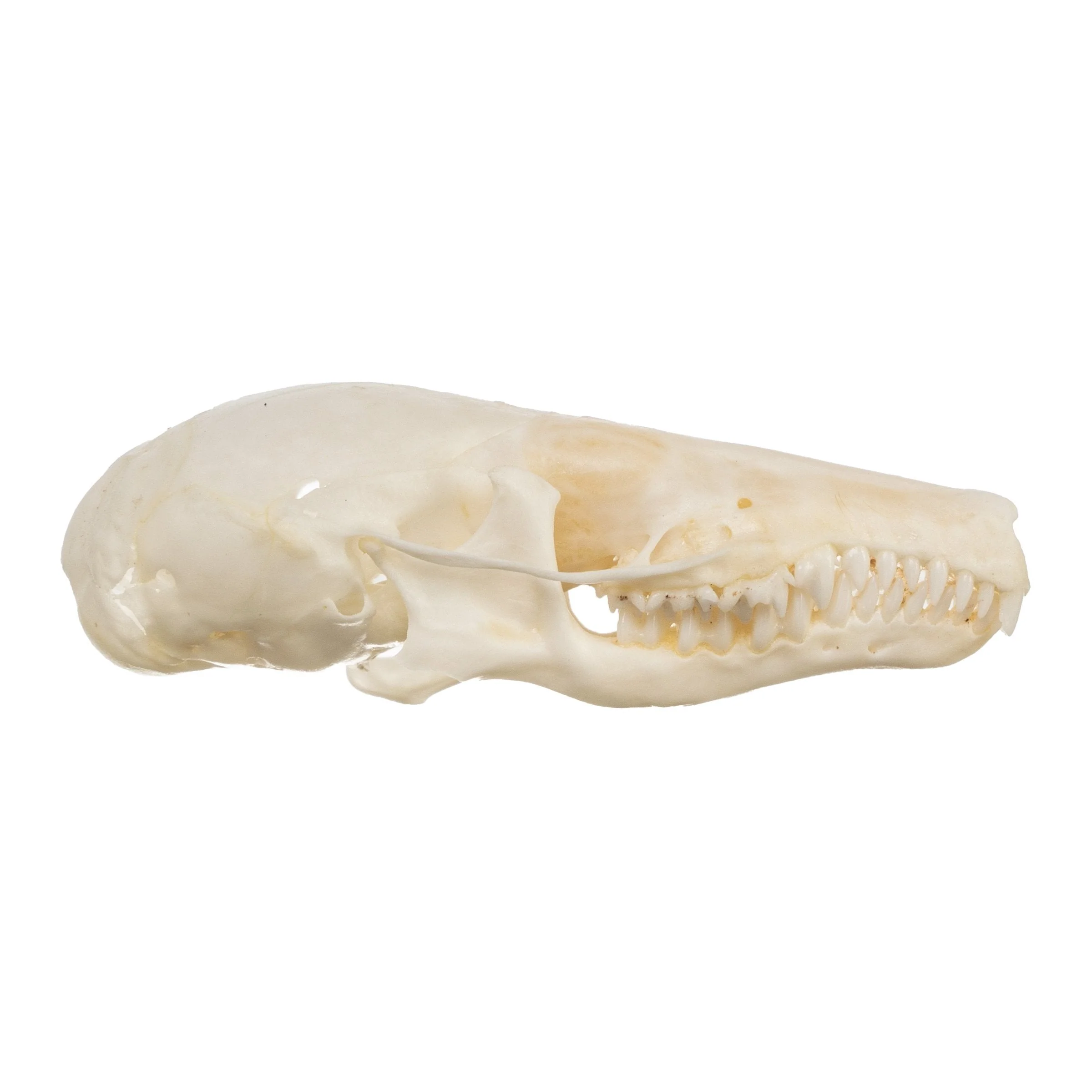 Real Townsend's Mole Skull - Image 2