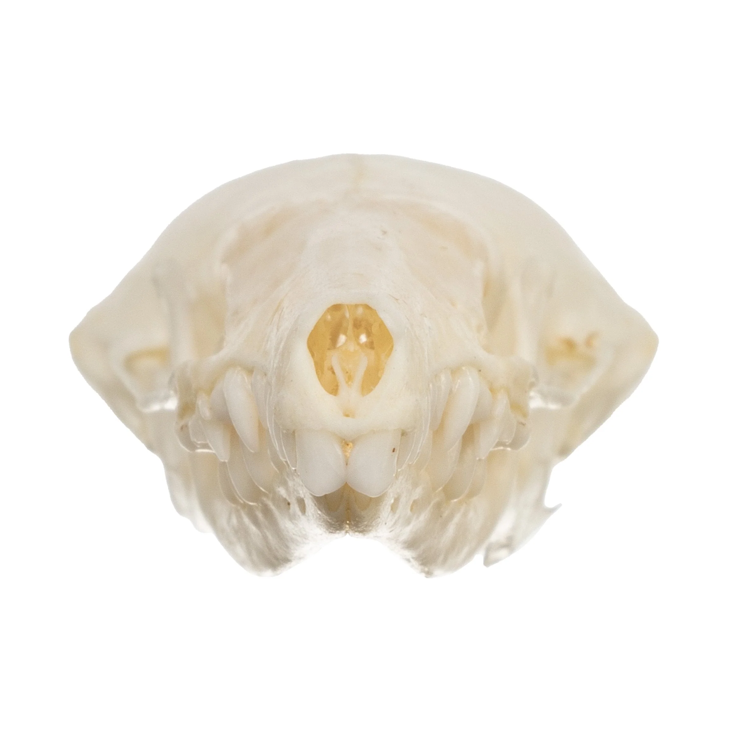 Real Townsend's Mole Skull - Image 3