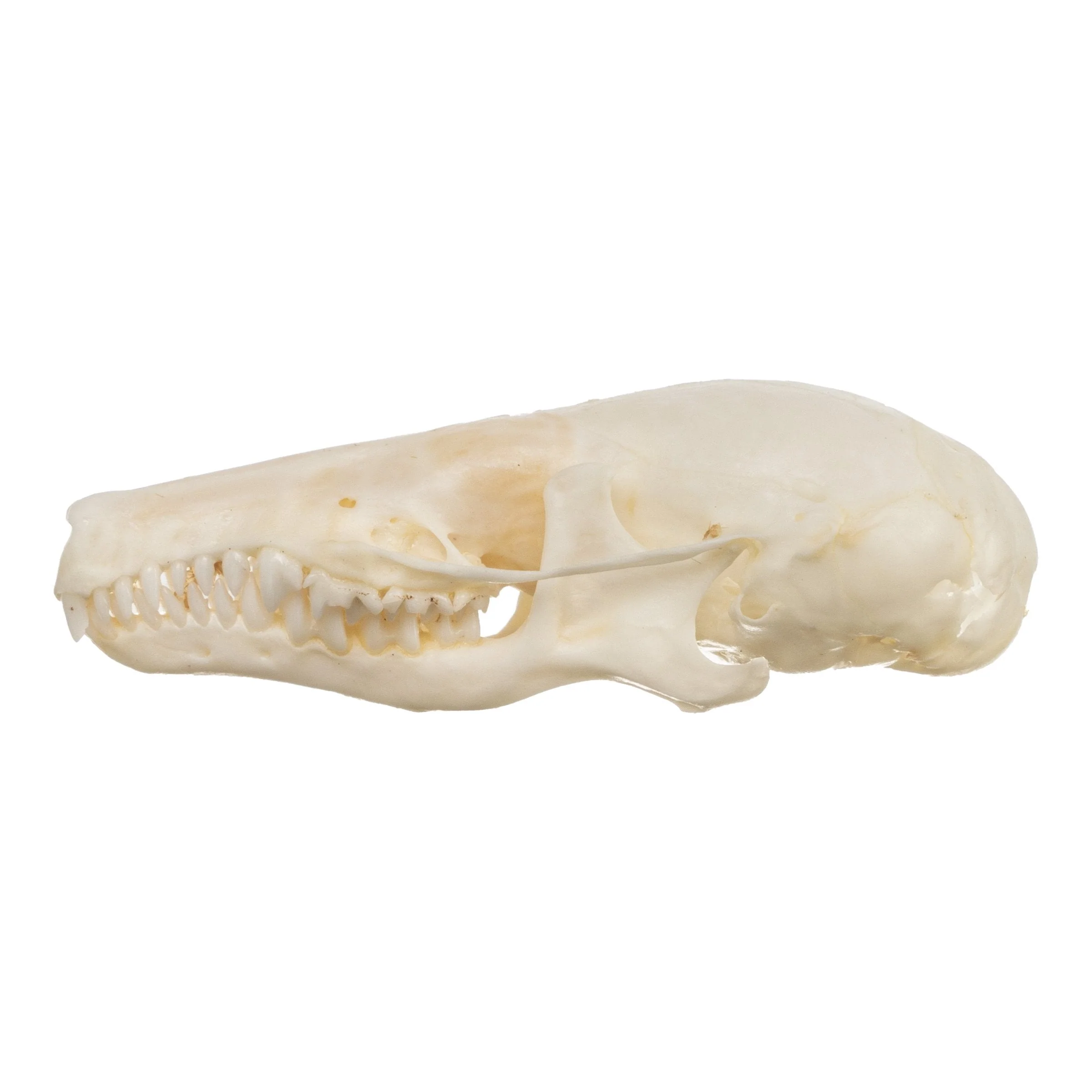 Real Townsend's Mole Skull - Image 4