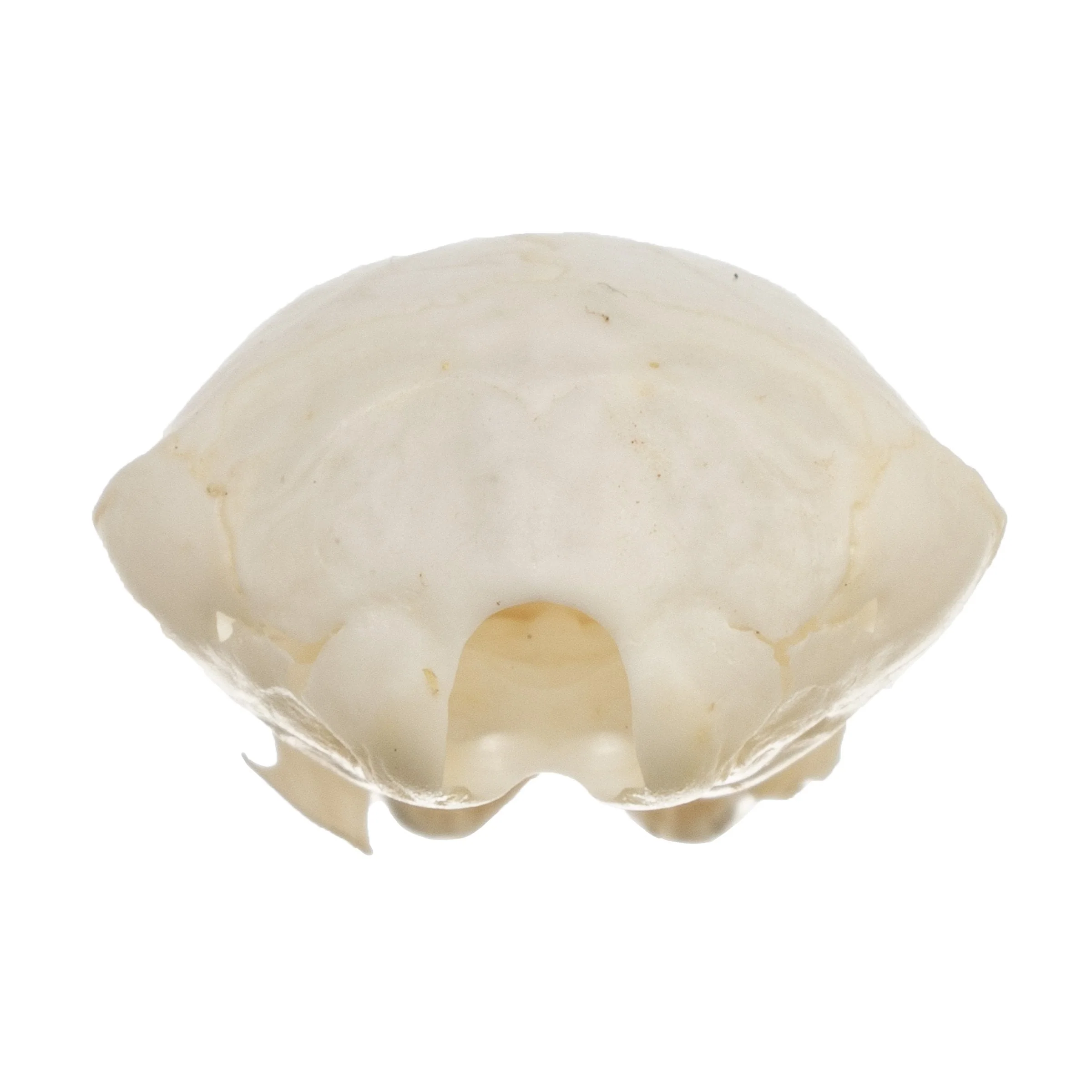 Real Townsend's Mole Skull - Image 5