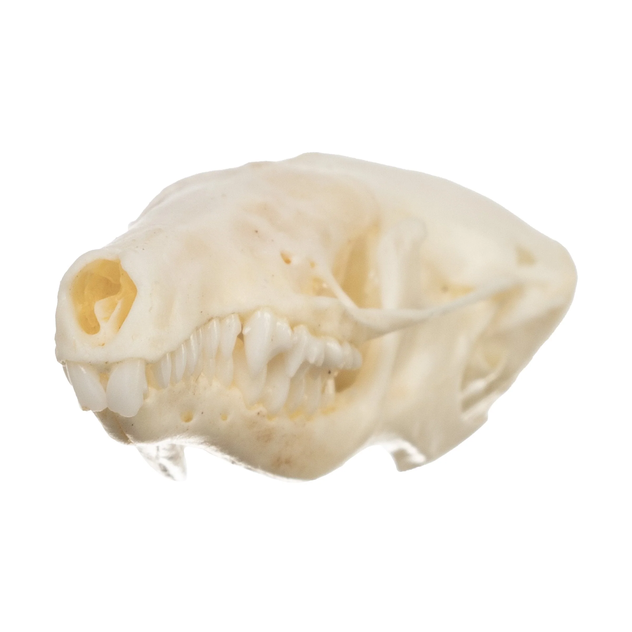 Real Townsend's Mole Skull - Image 6