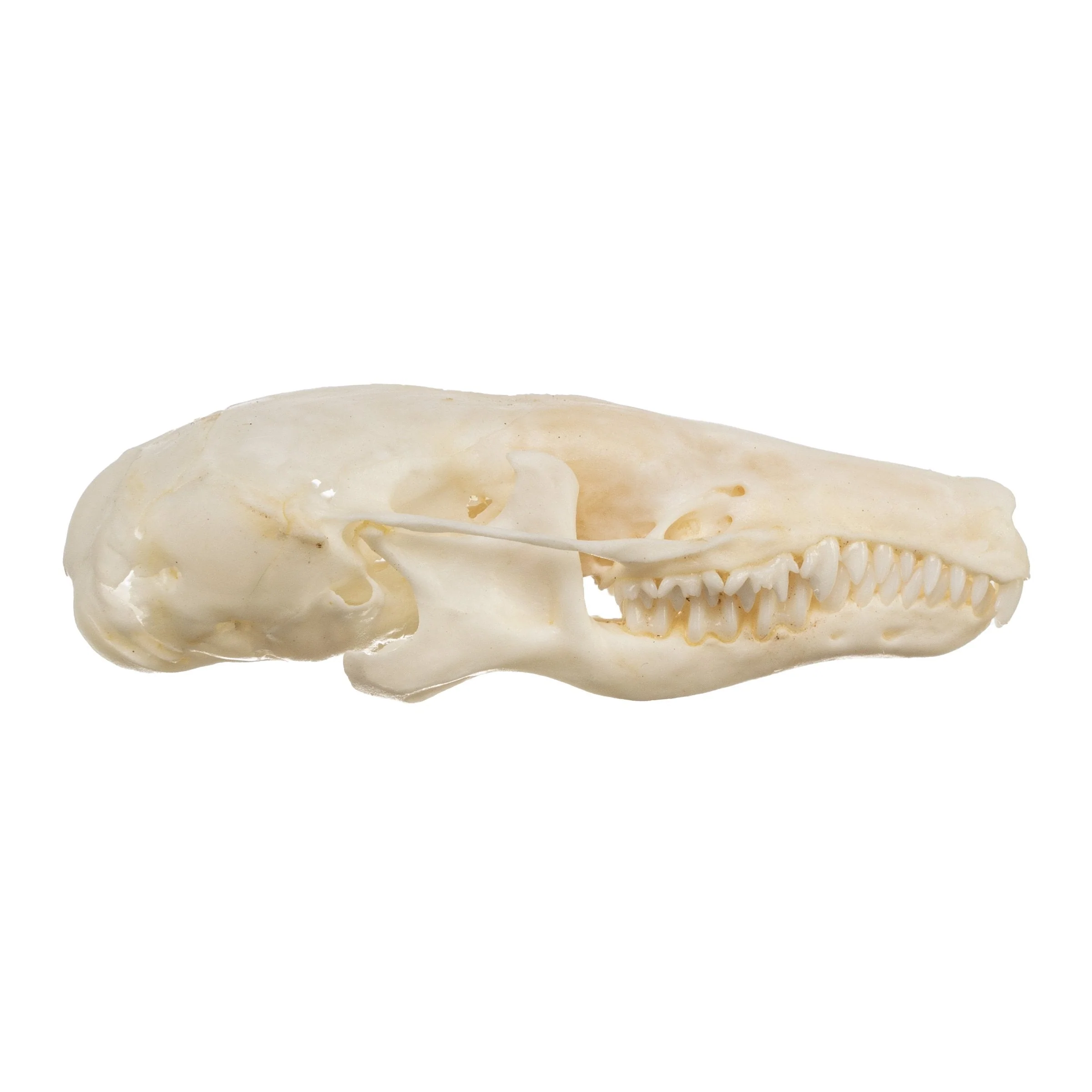 Real Townsend's Mole Skull - Image 7