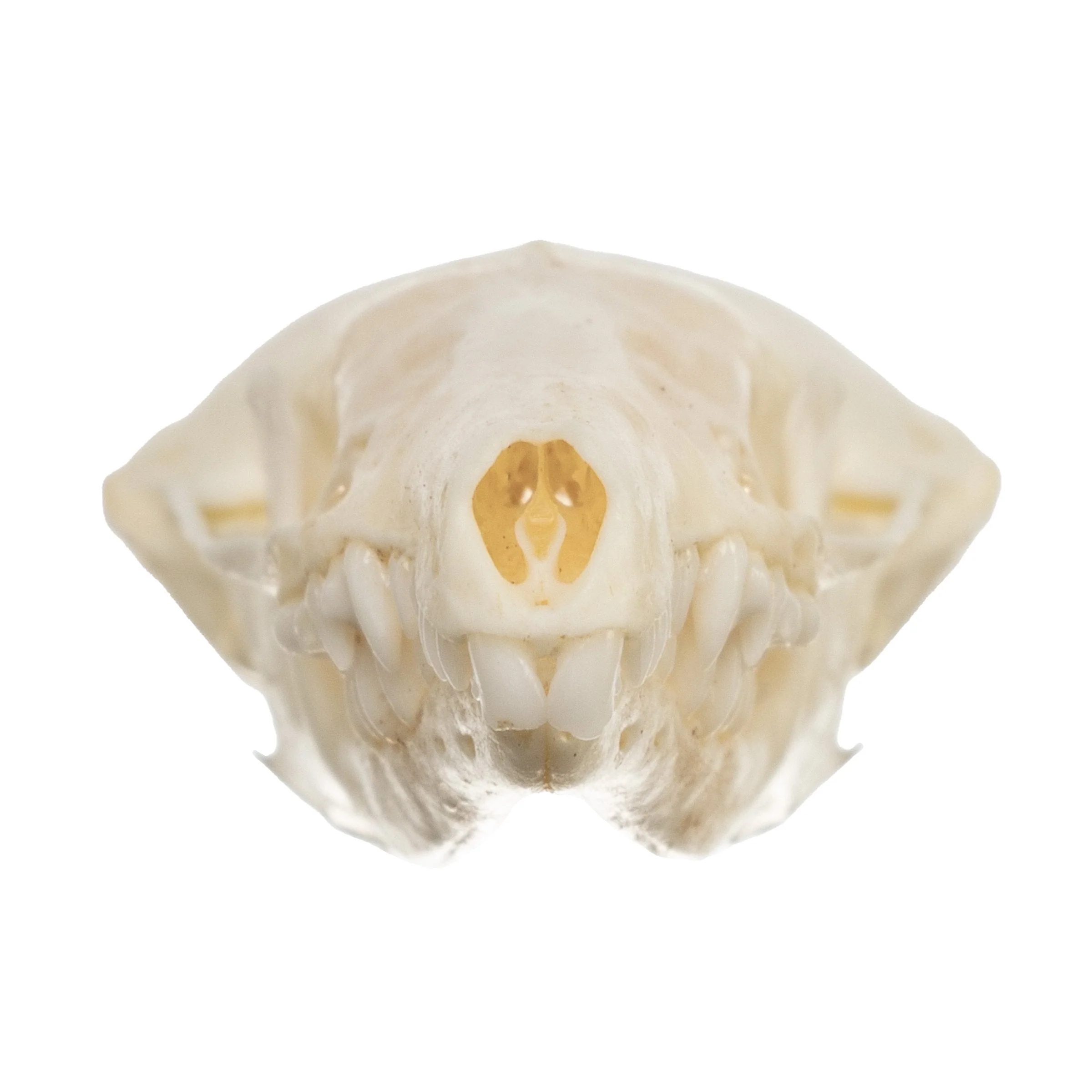 Real Townsend's Mole Skull - Image 8