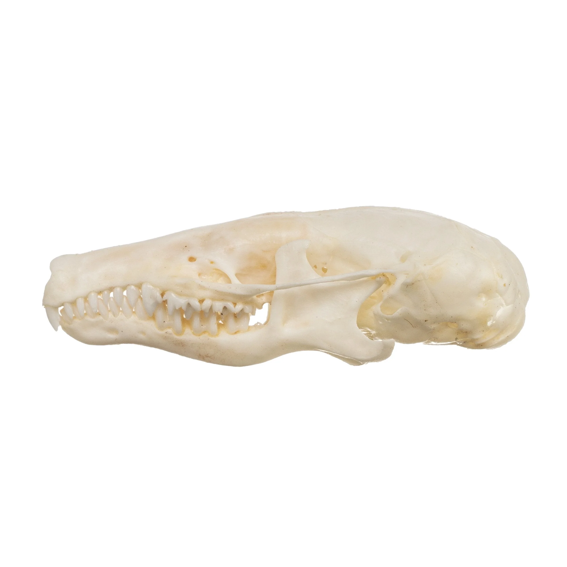 Real Townsend's Mole Skull - Image 9