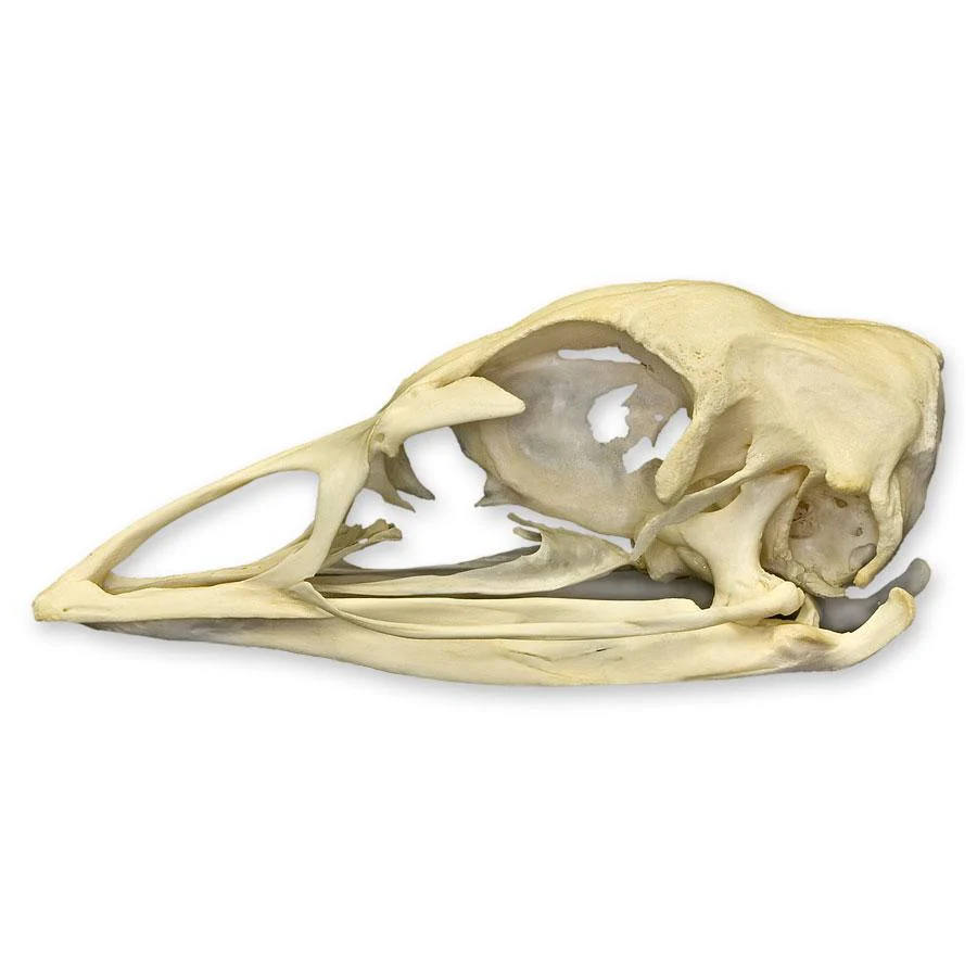Real Domestic Turkey Skull - Image 4