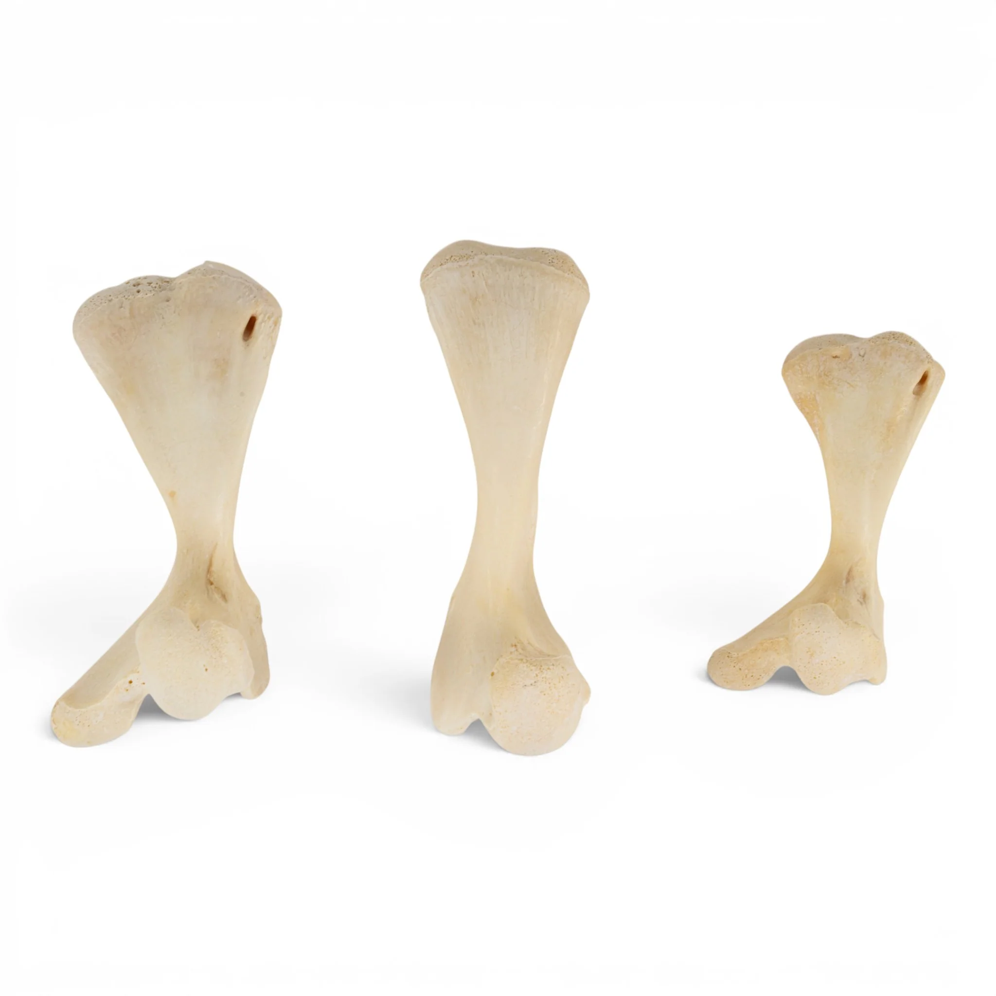 Real Turtle Bones