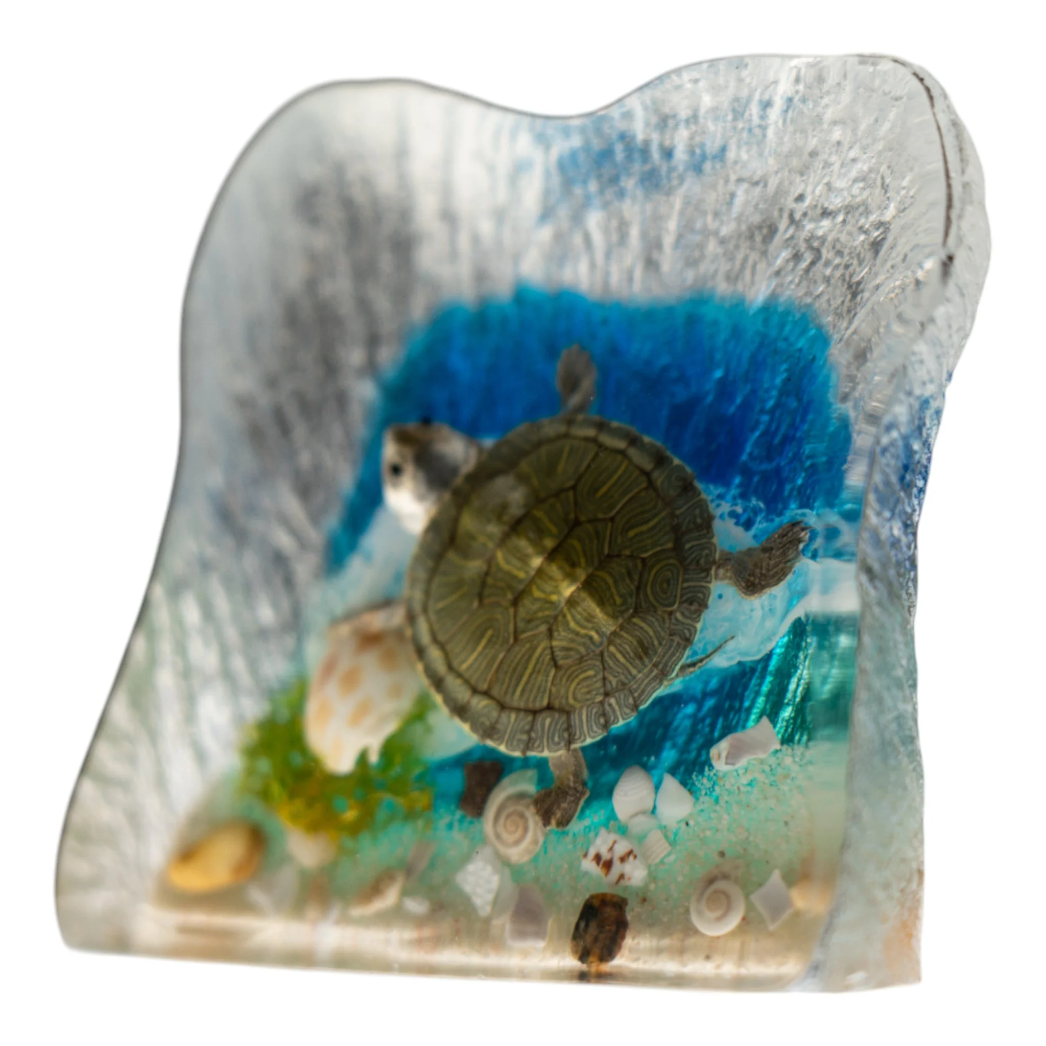 Real Turtle with Ocean Background in Acrylic - Image 3