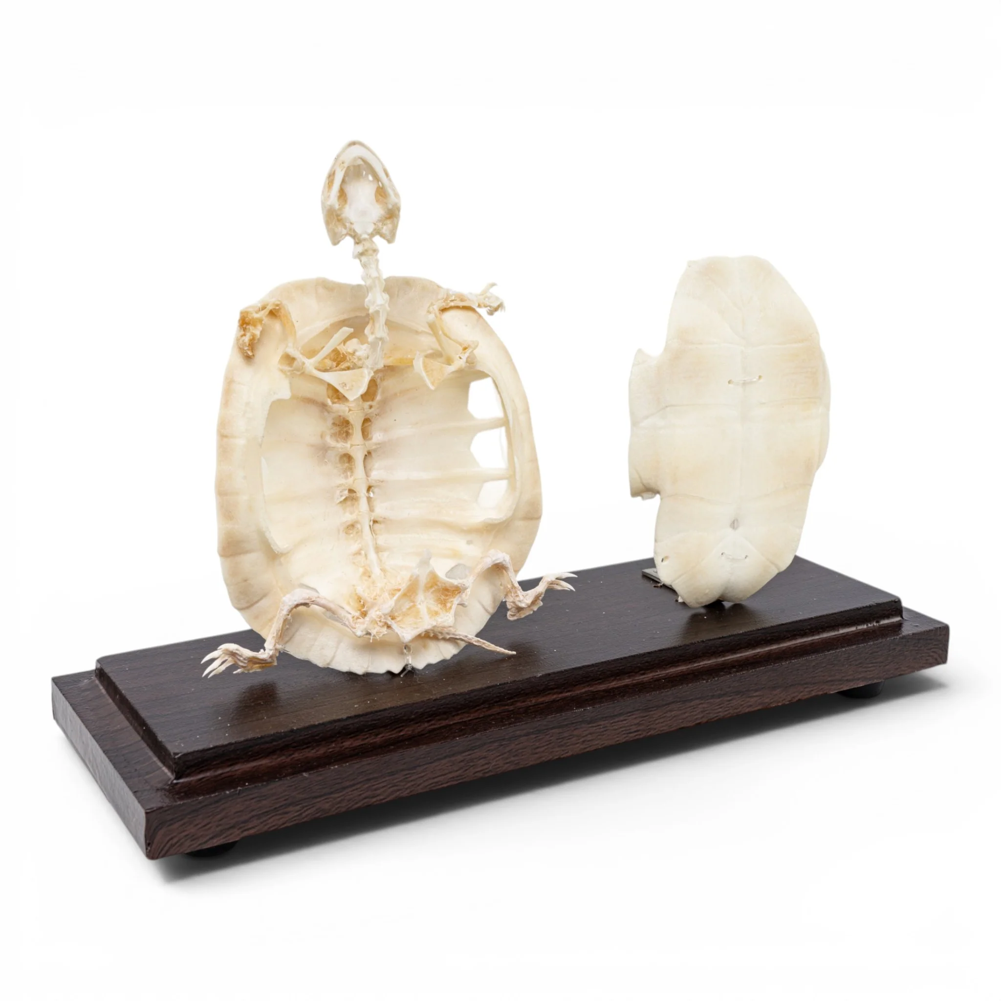 Real Turtle Skeleton Without Scutes - Economy