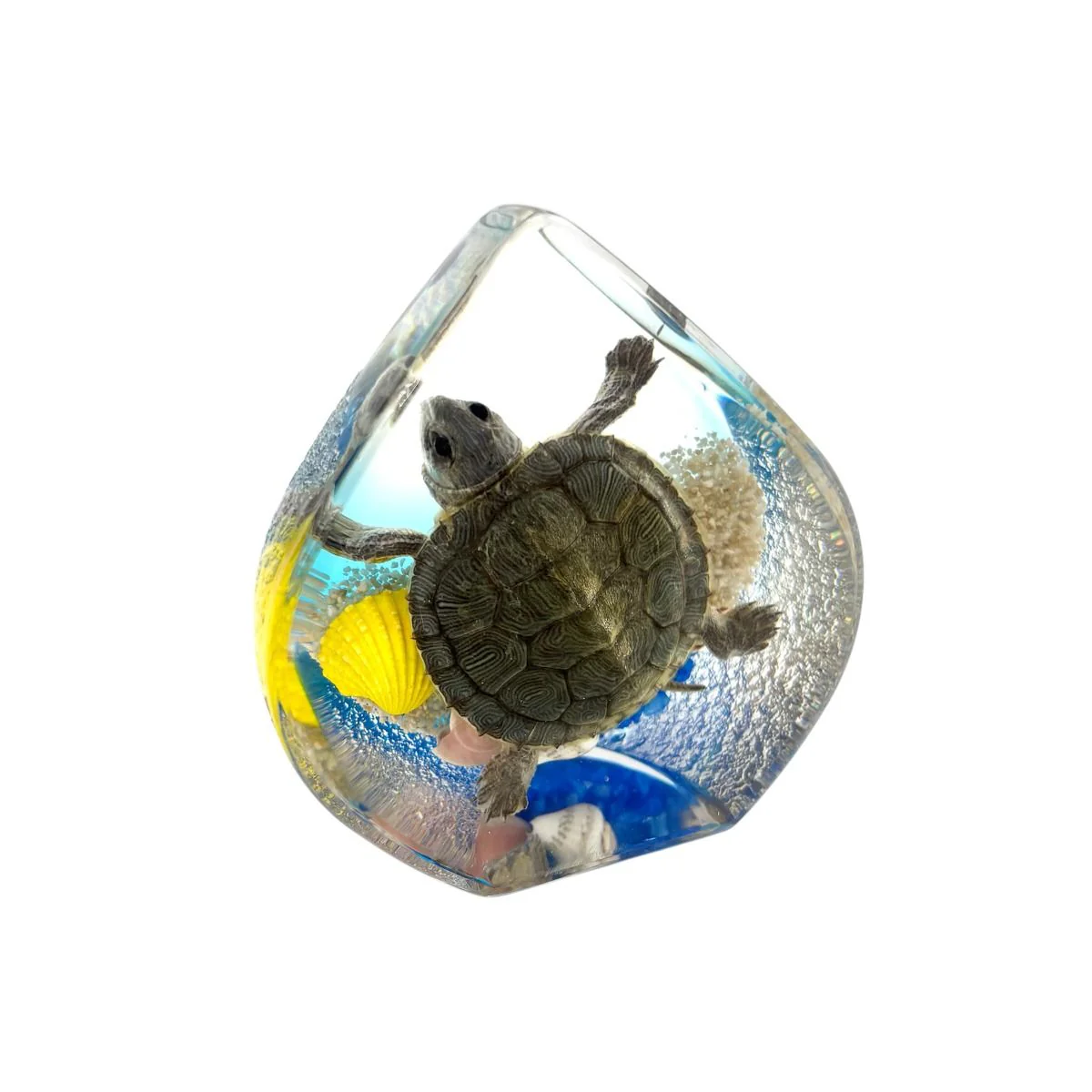 Real Turtle Teardrop Shape Paperweight - Image 2