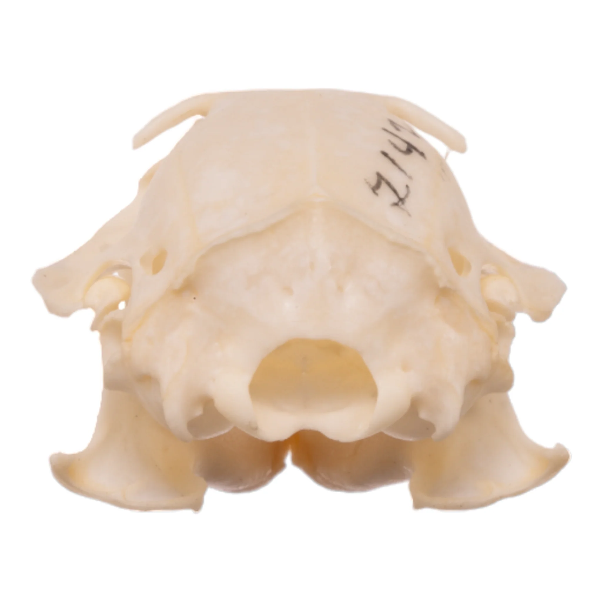 Real Uinta Ground Squirrel Skull - Image 5