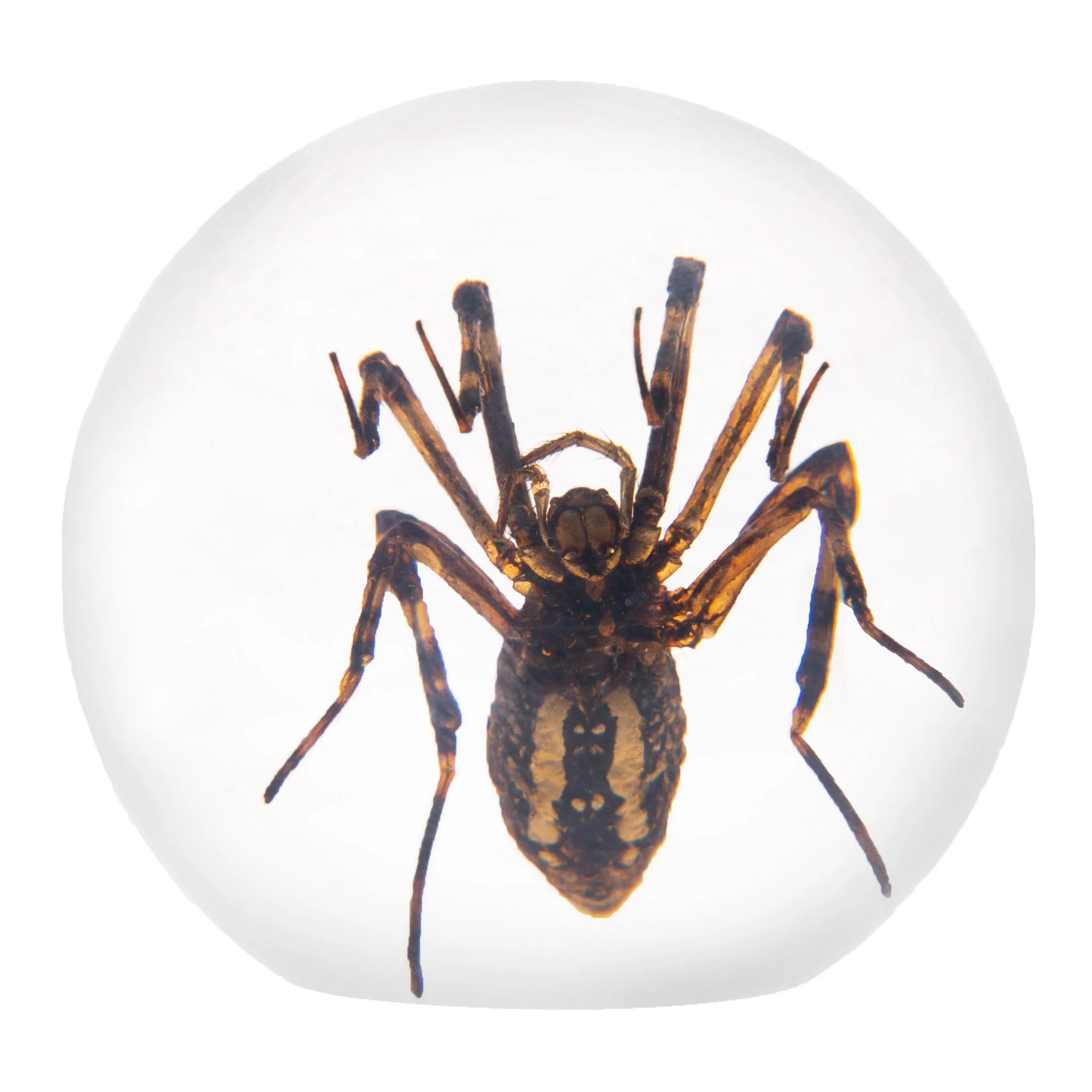 Real Spider in Acrylic Sphere Display - Image 3