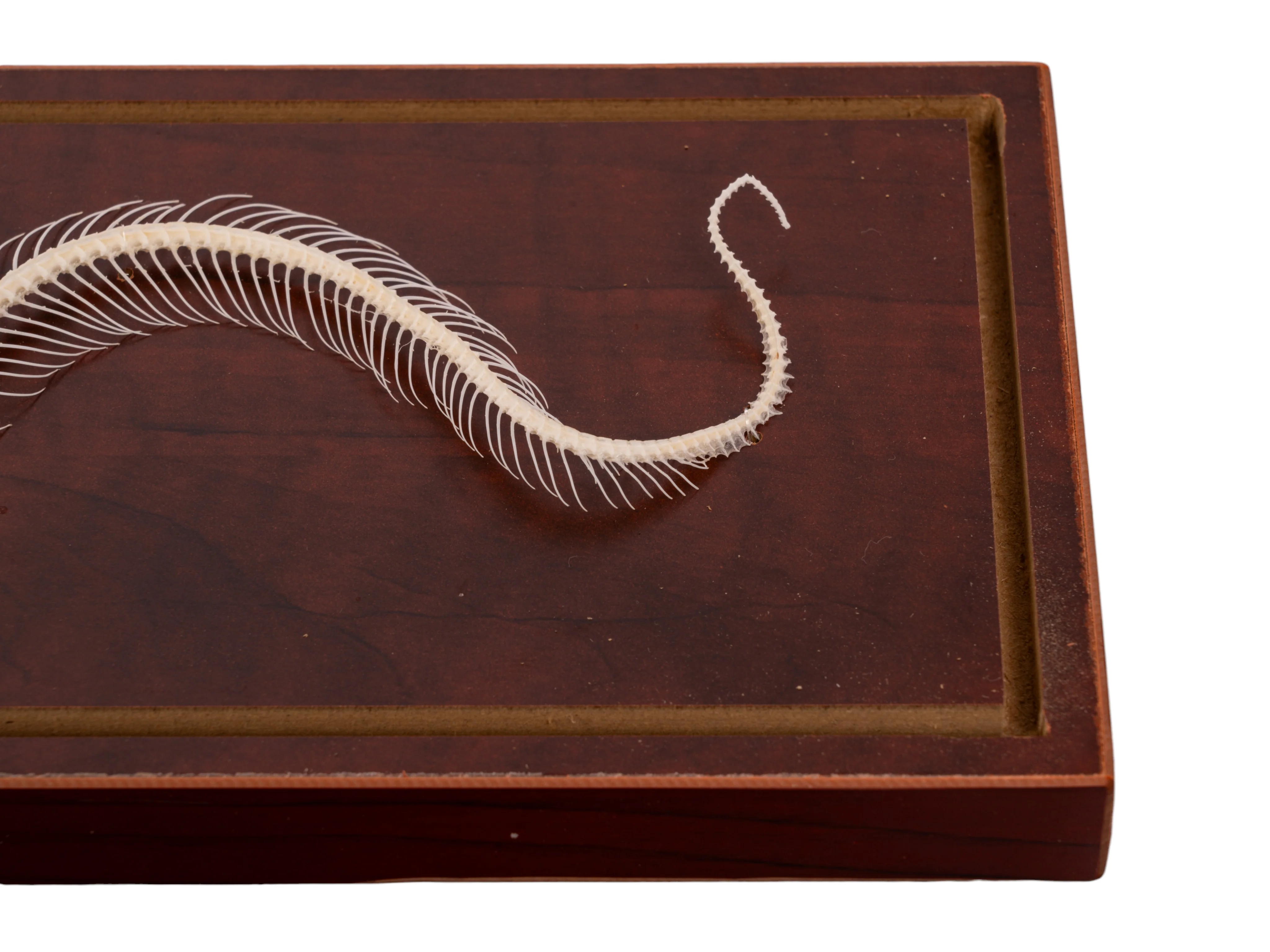 Real Venomous Snake Skeleton - Economy - Impaired - Image 3