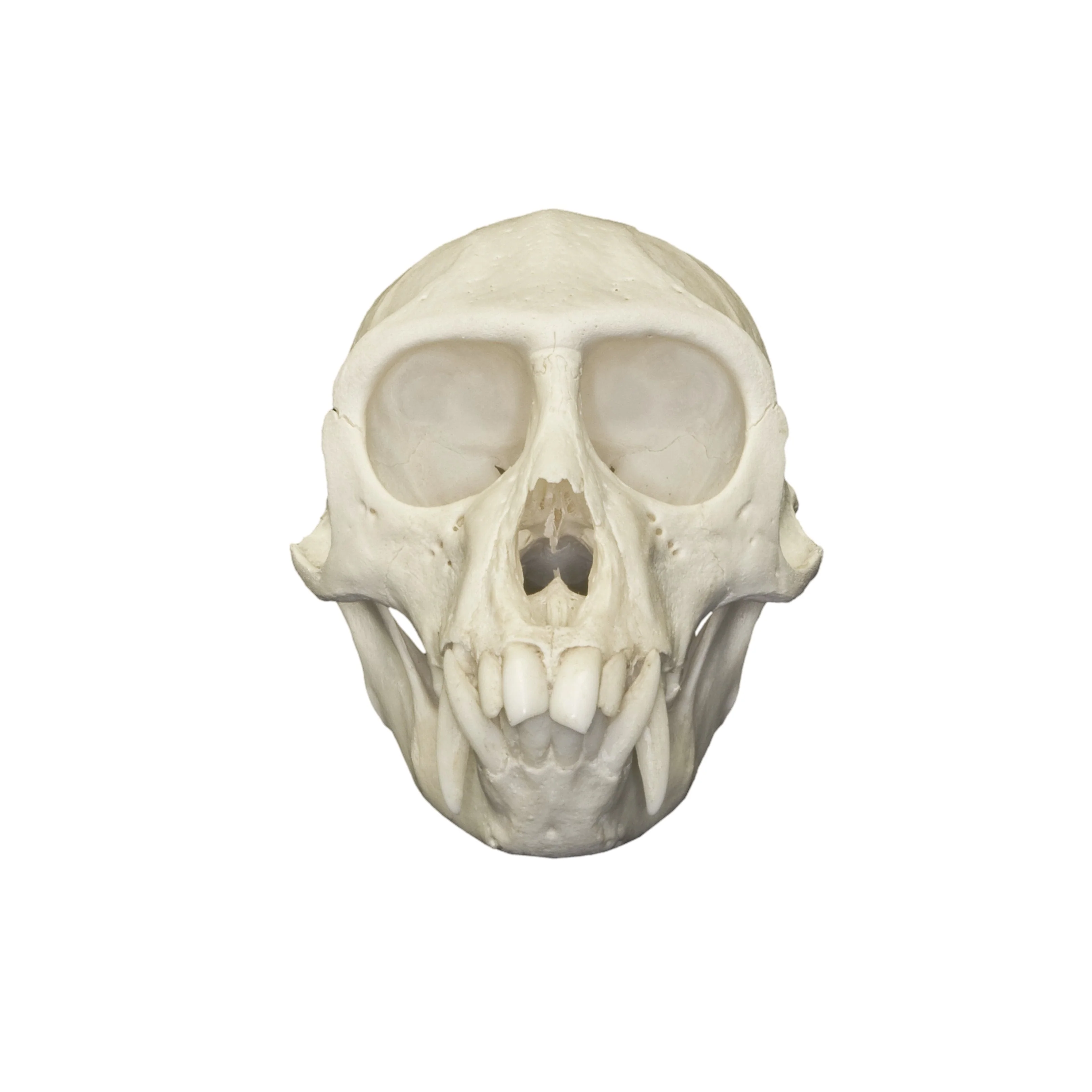 Real Vervet Monkey Skull - Male - Image 3