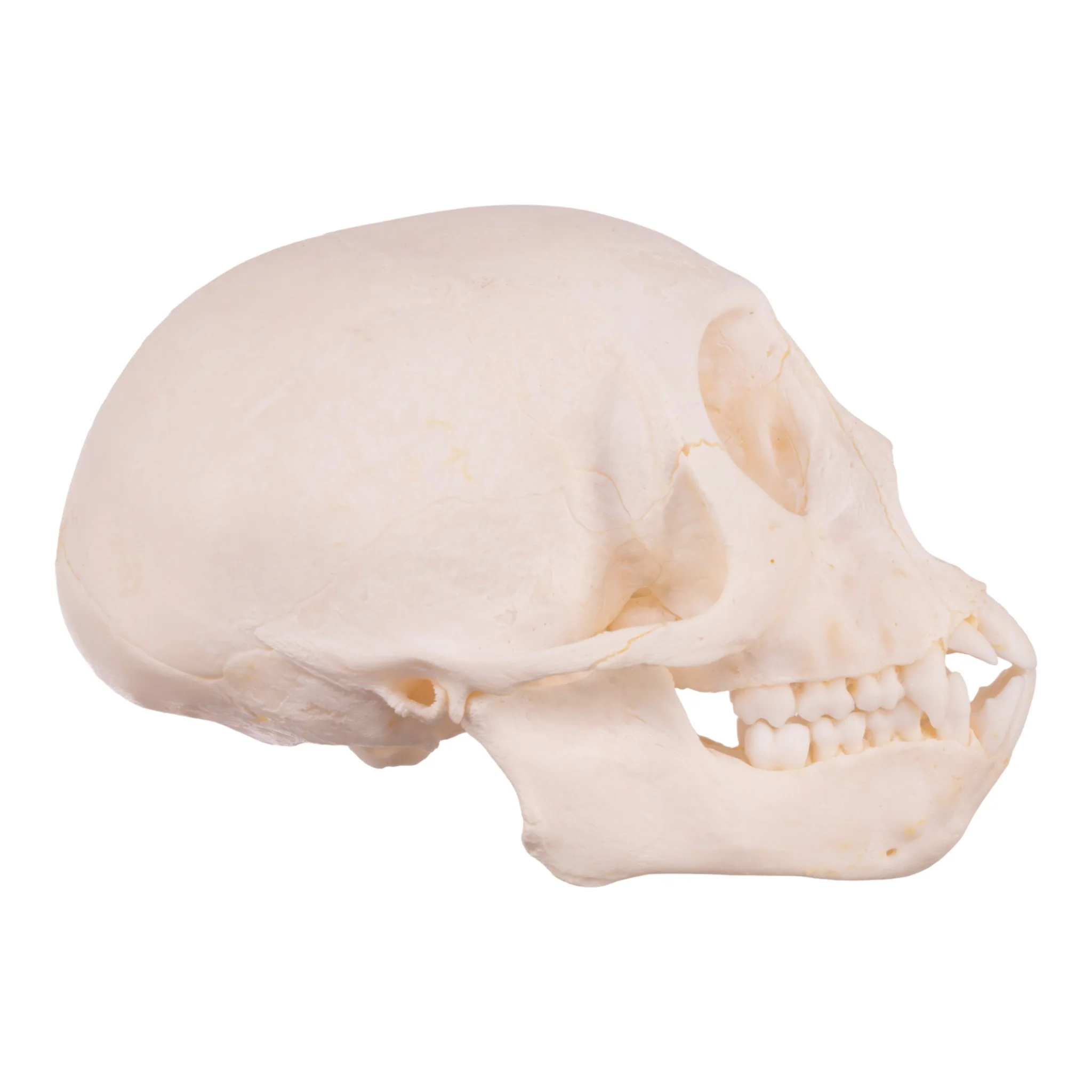 Real Vervet Monkey Skull - Adolescent - Image 2