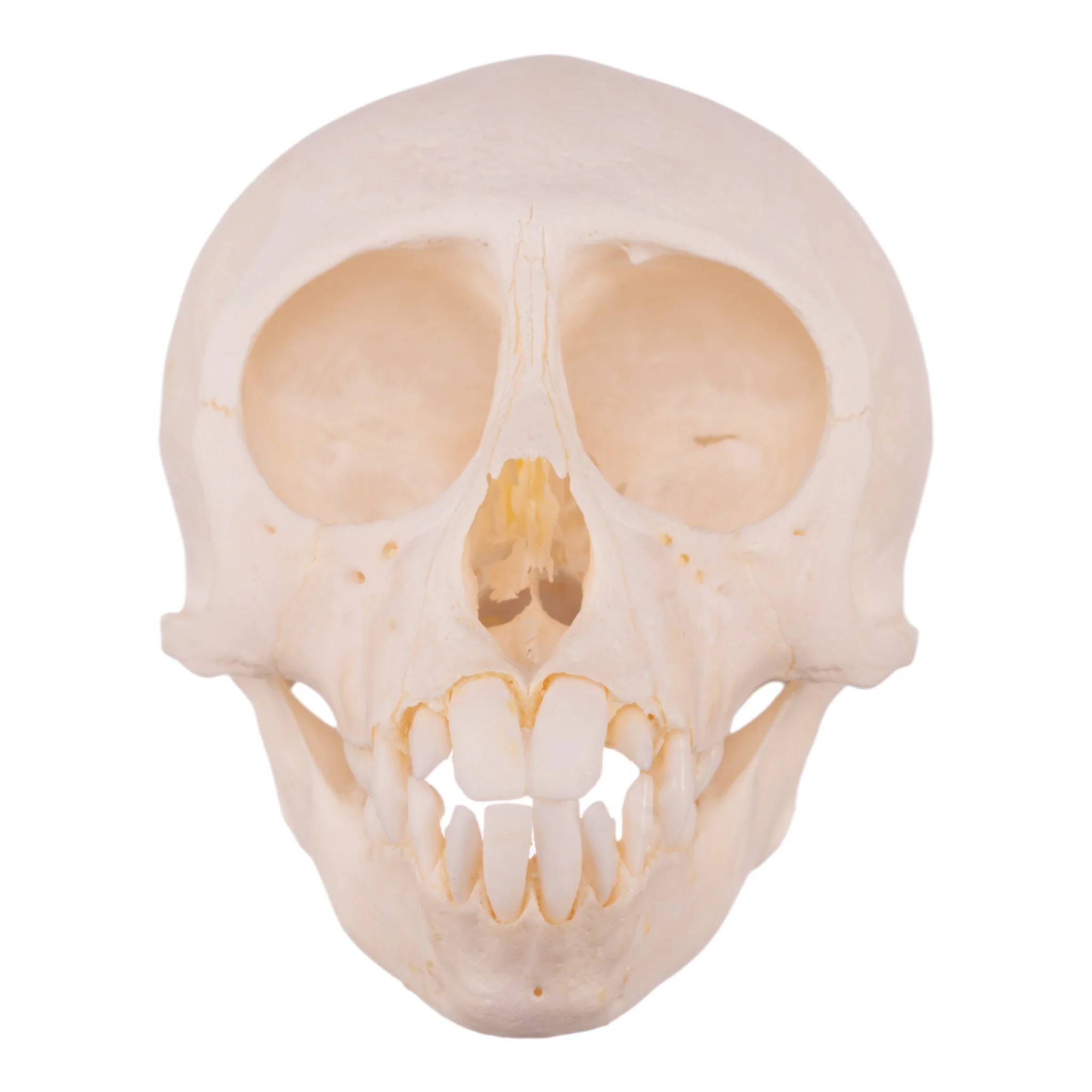 Real Vervet Monkey Skull - Adolescent - Image 3