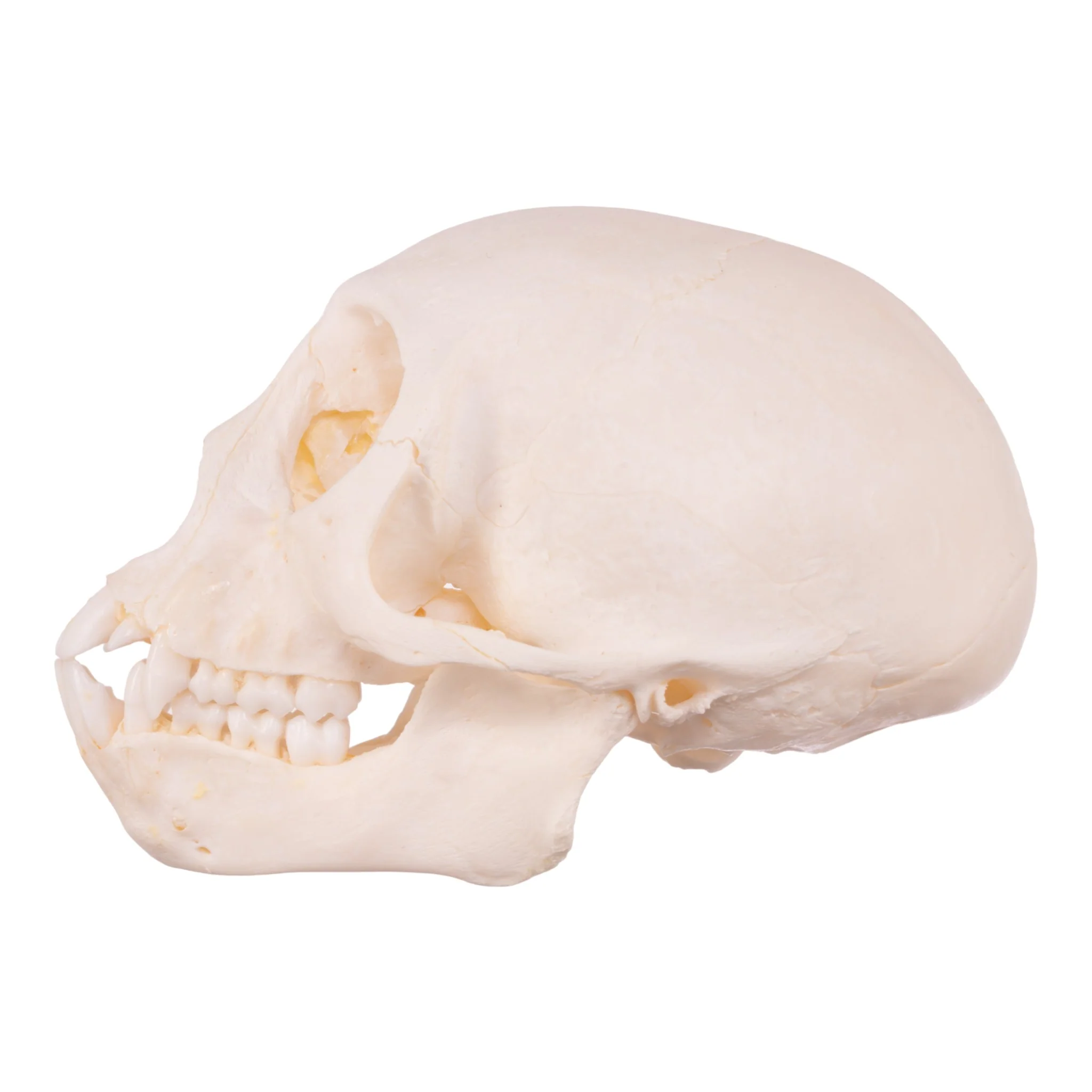 Real Vervet Monkey Skull - Adolescent - Image 4