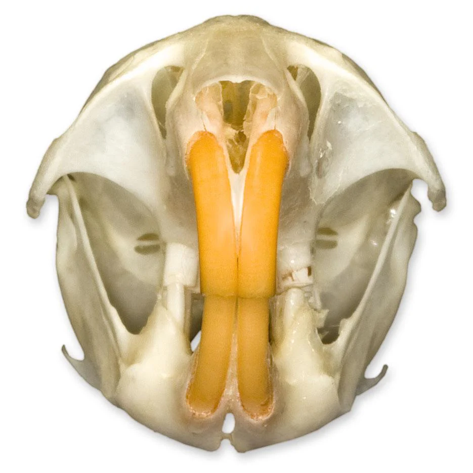 Real Vole Skull - Image 3
