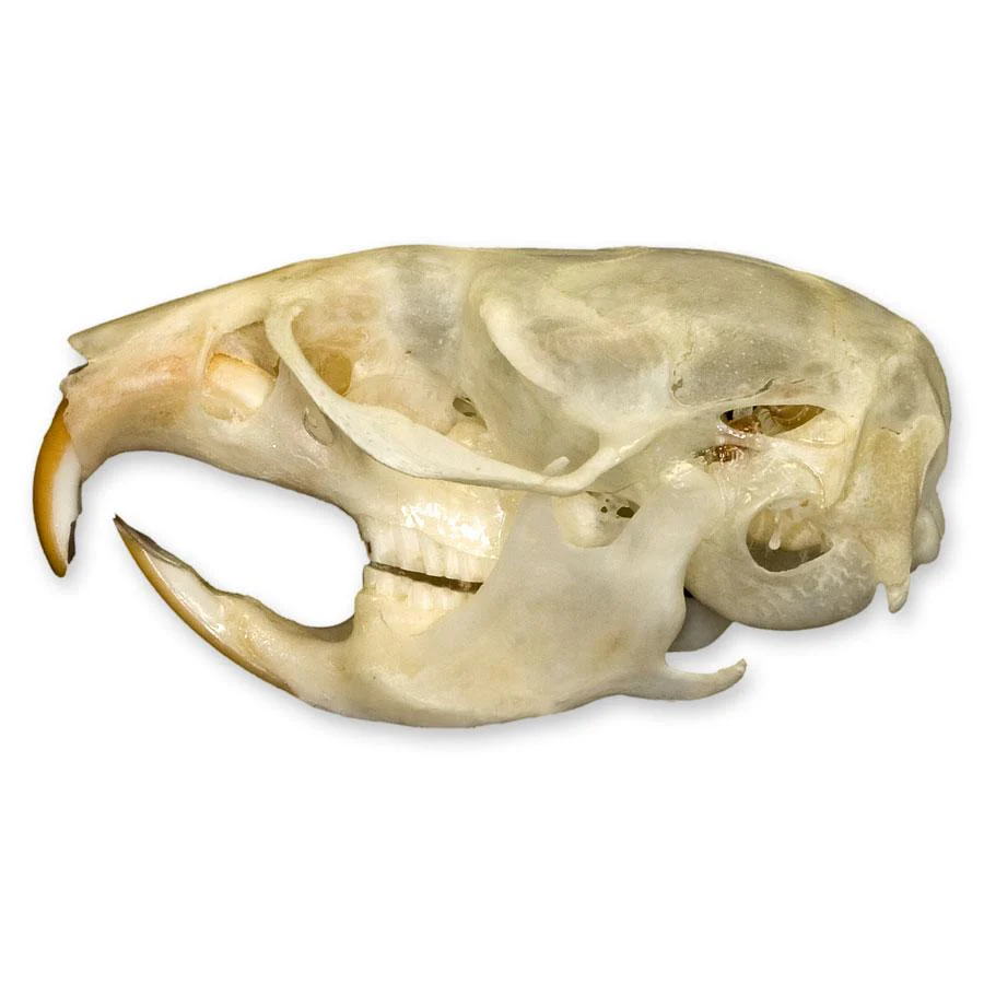 Real Vole Skull - Image 4