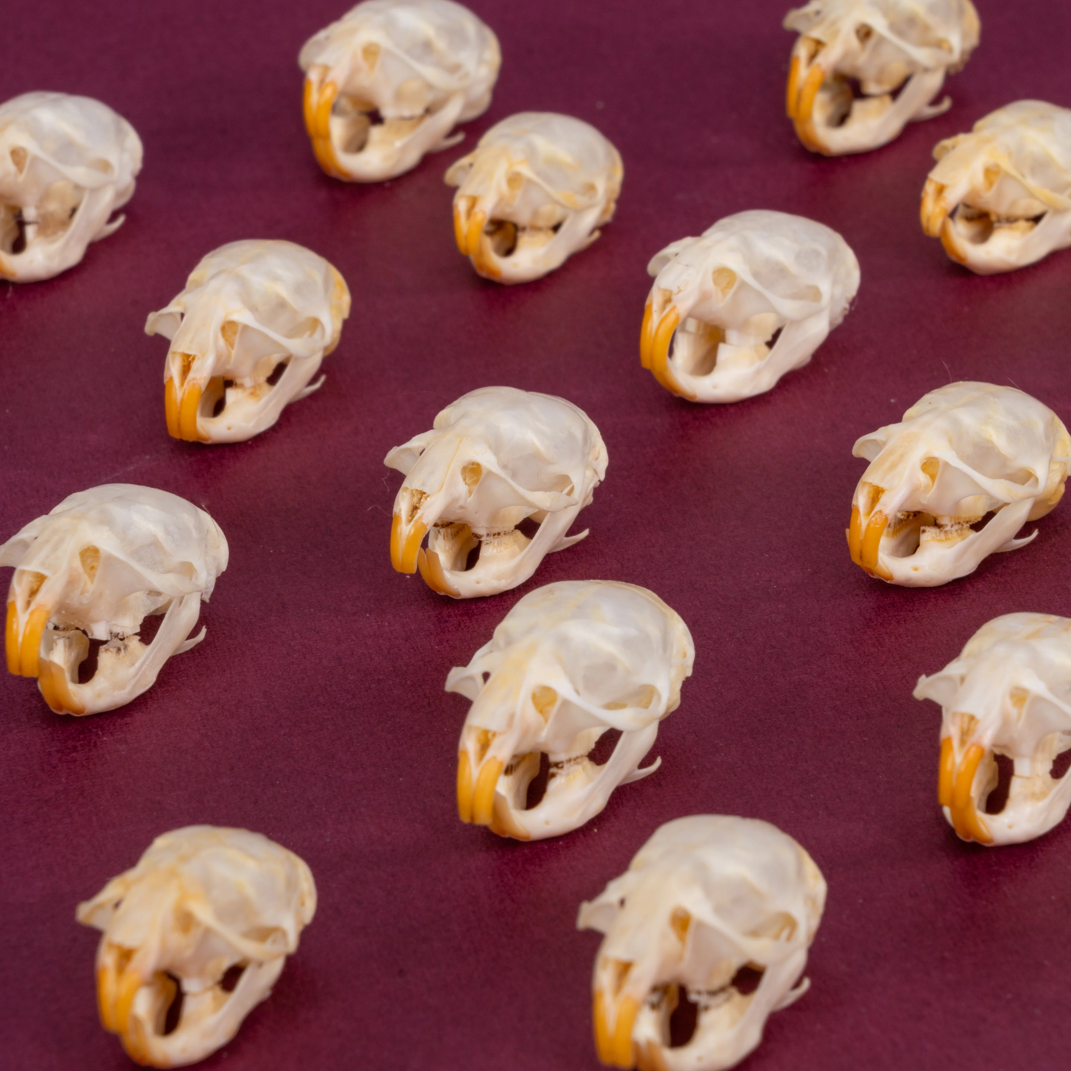 Real Vole Skull - Image 5