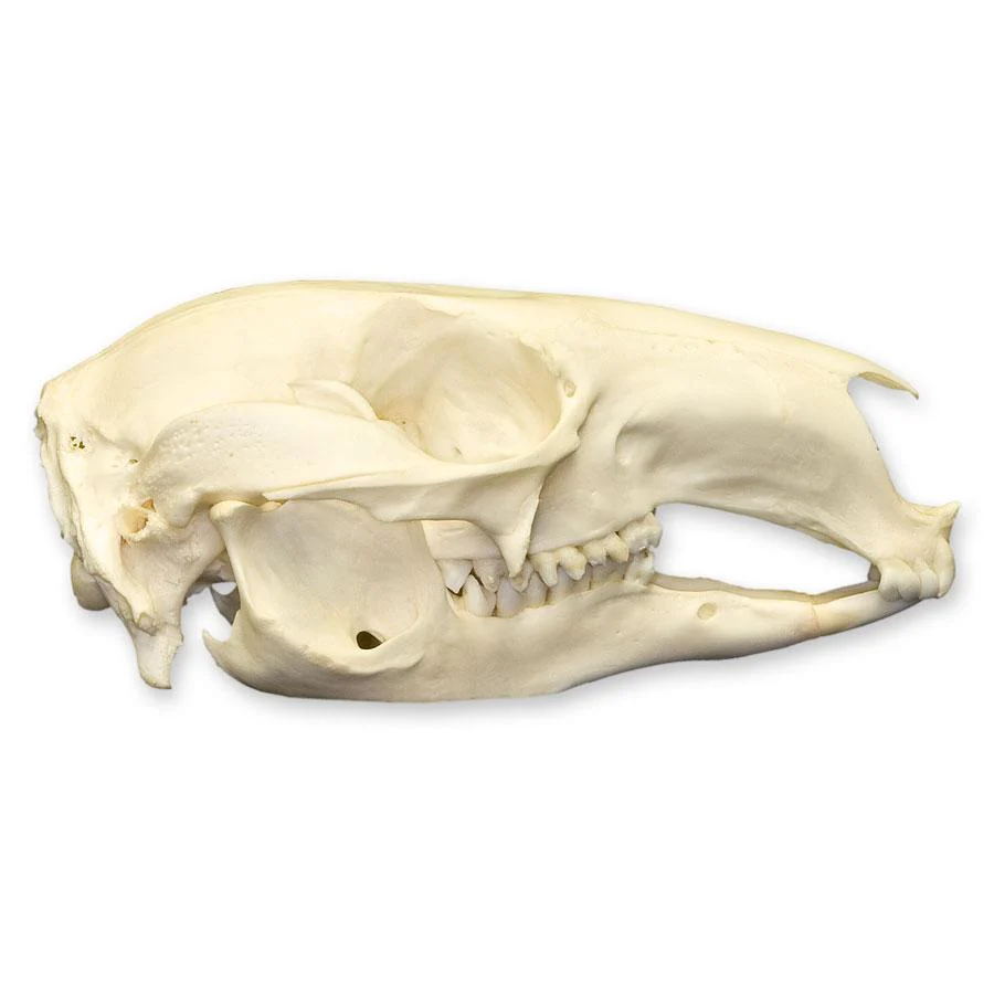 Real Red-necked Wallaby Skull - Image 2