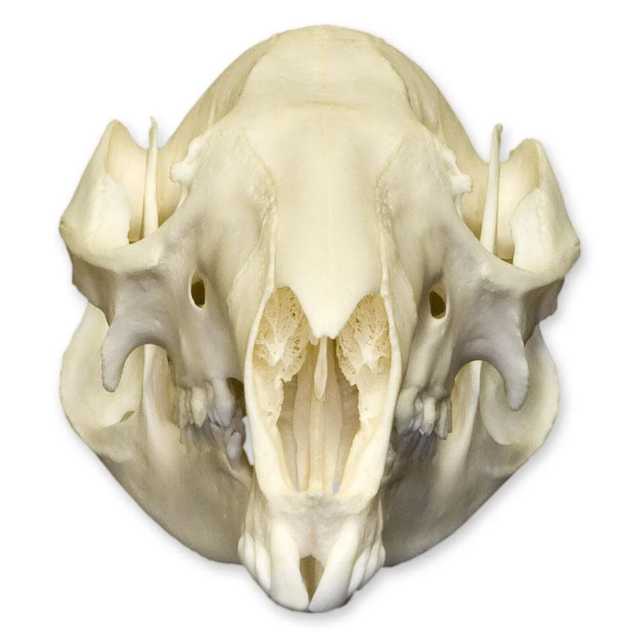 Real Red-necked Wallaby Skull - Image 3