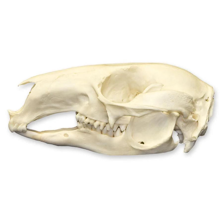 Real Red-necked Wallaby Skull - Image 4