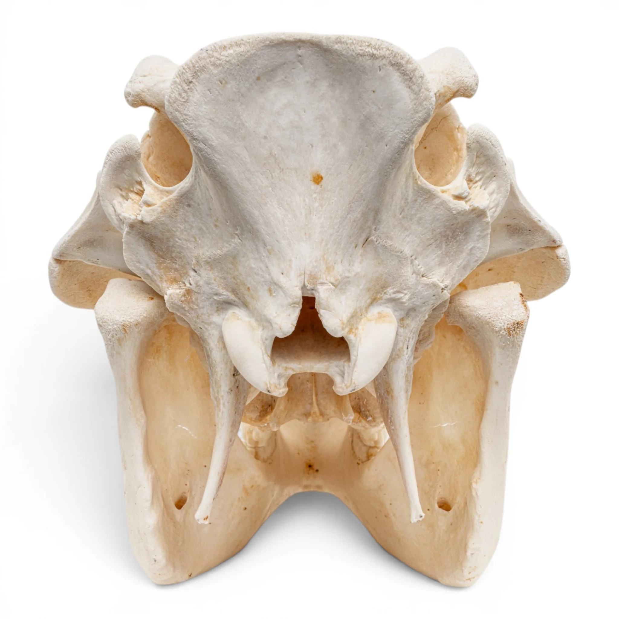 Real Warthog Skull - Image 10