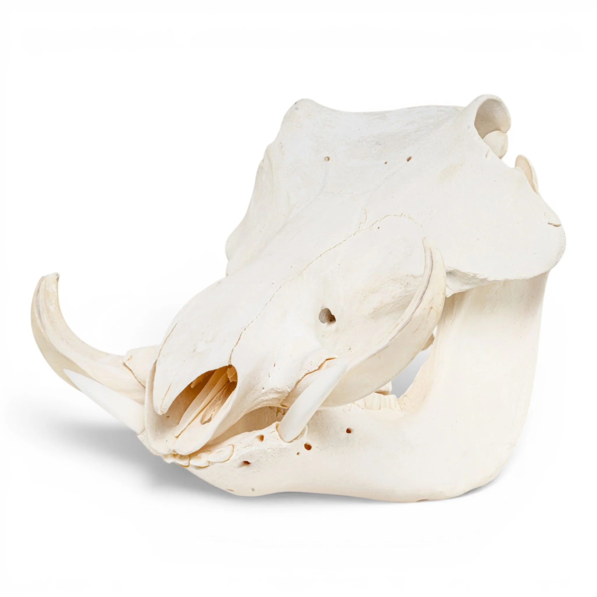 Real Warthog Skull - Image 11