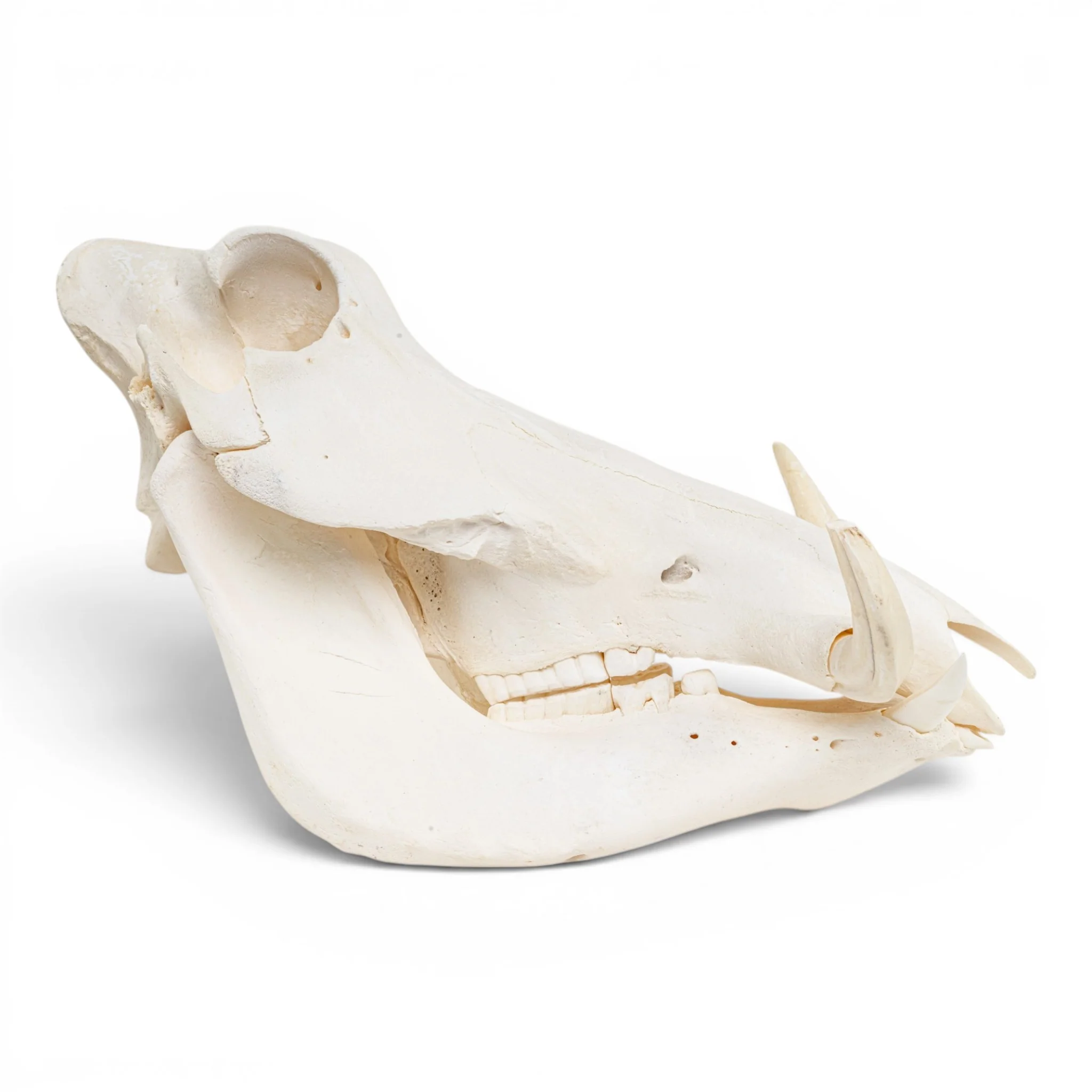 Real Warthog Skull - Image 12