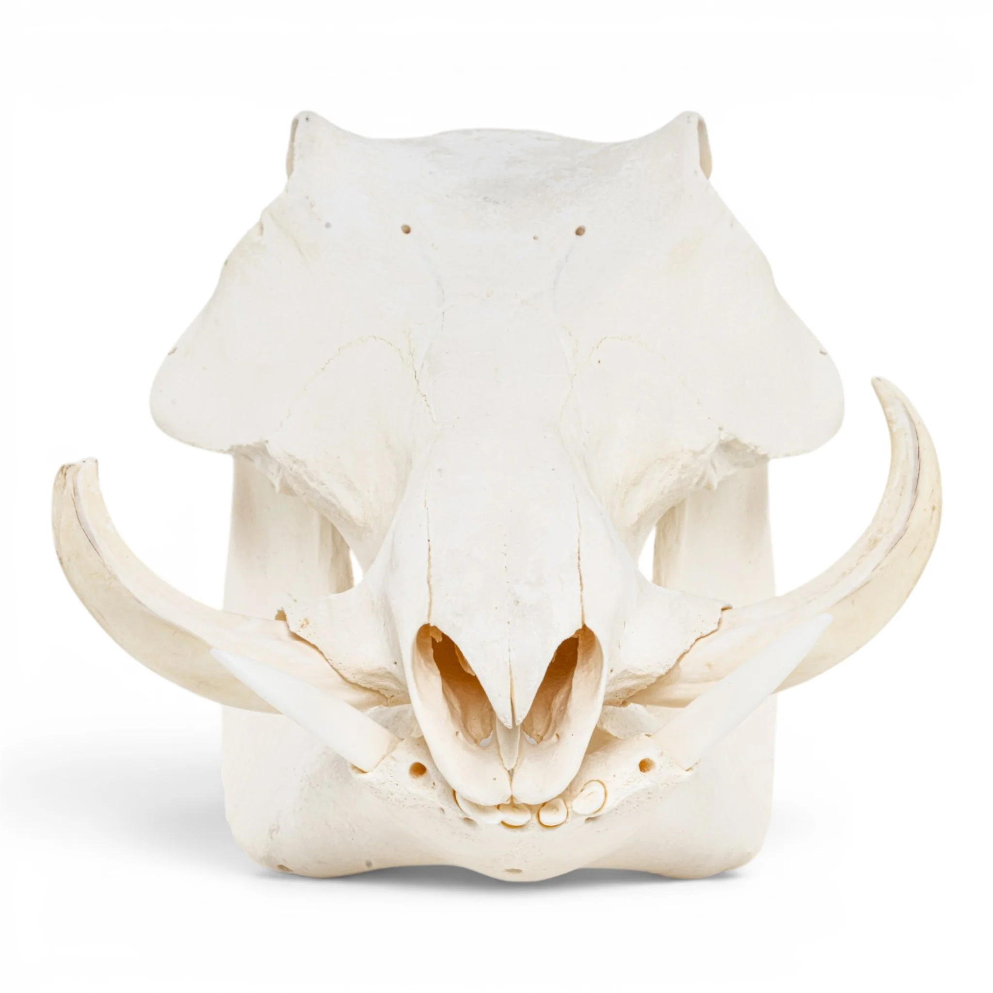 Real Warthog Skull - Image 13