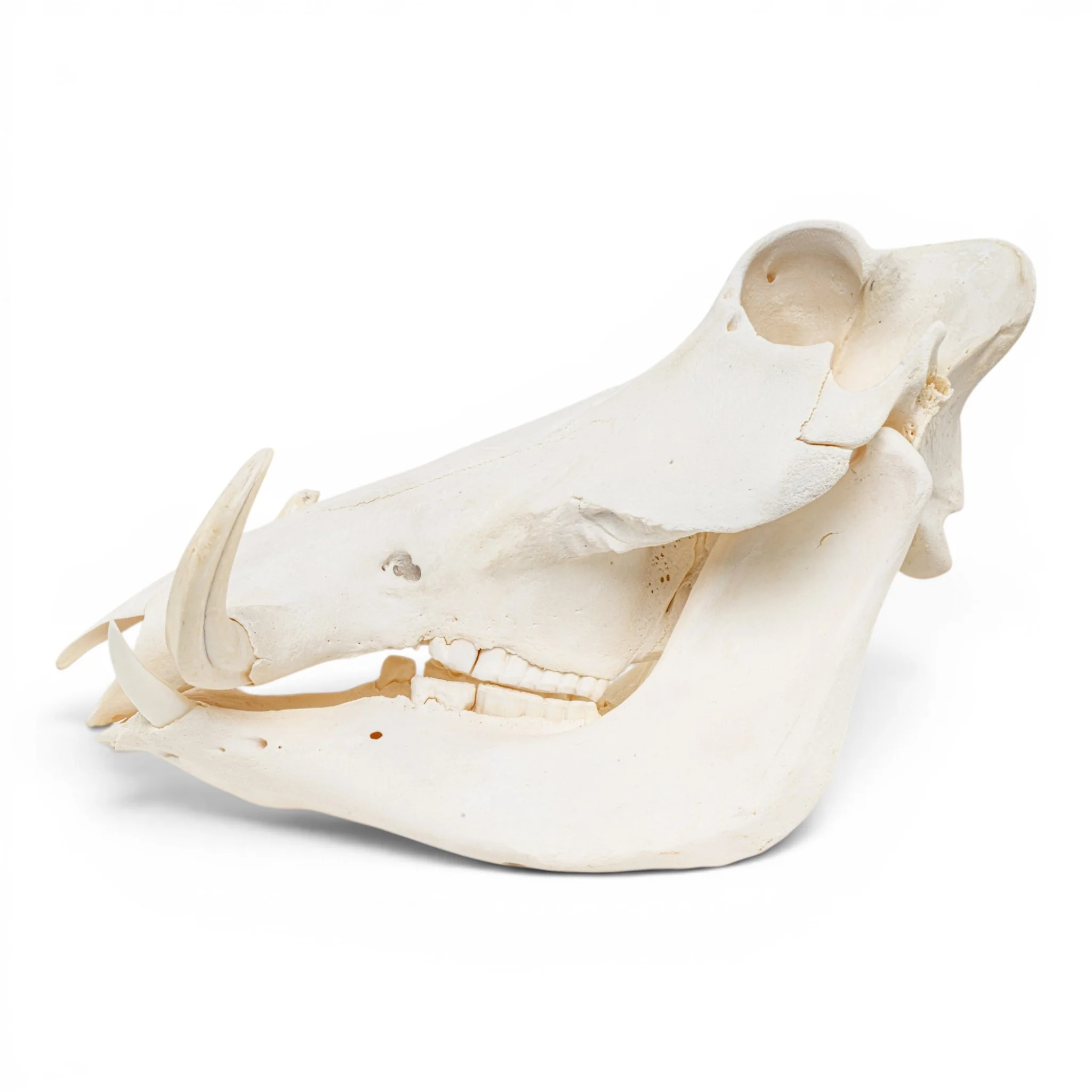 Real Warthog Skull - Image 14