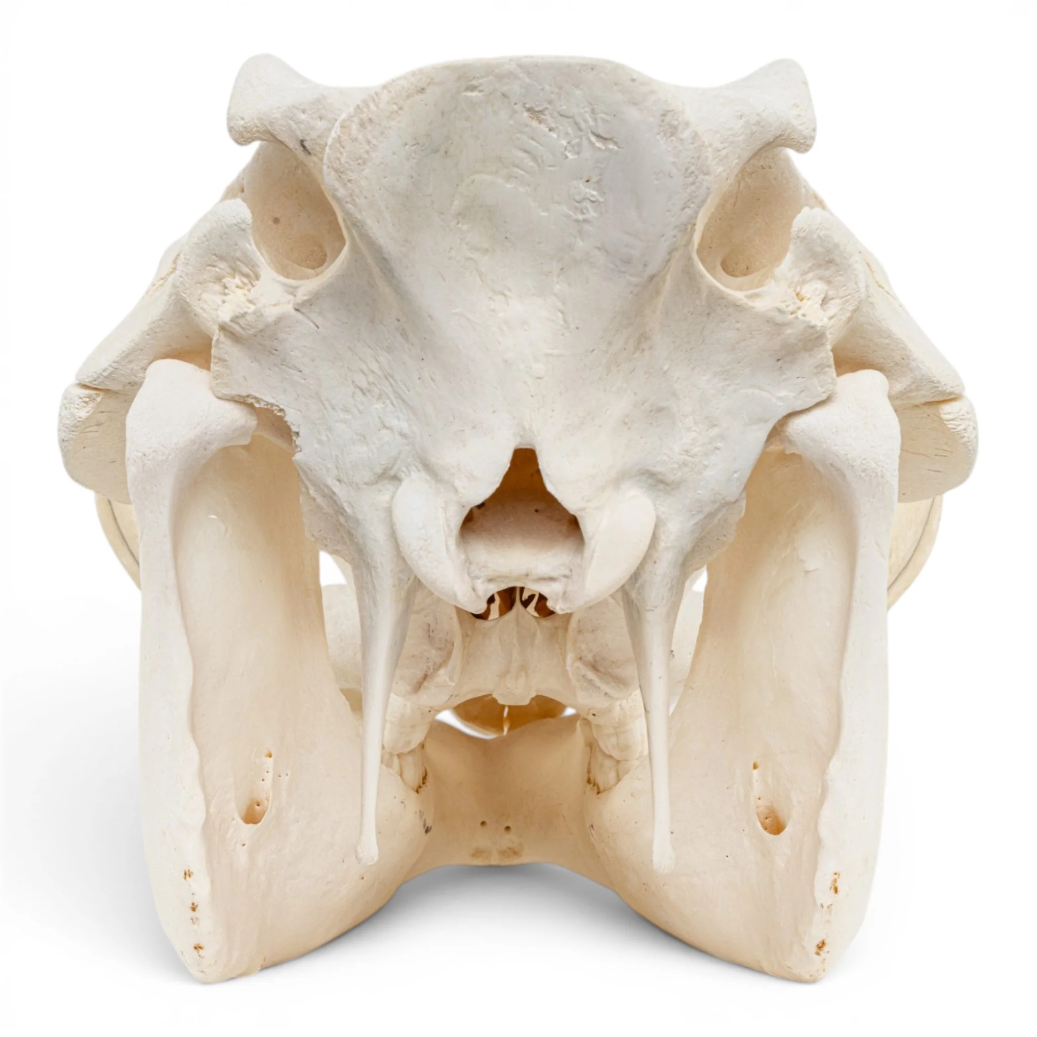 Real Warthog Skull - Image 15