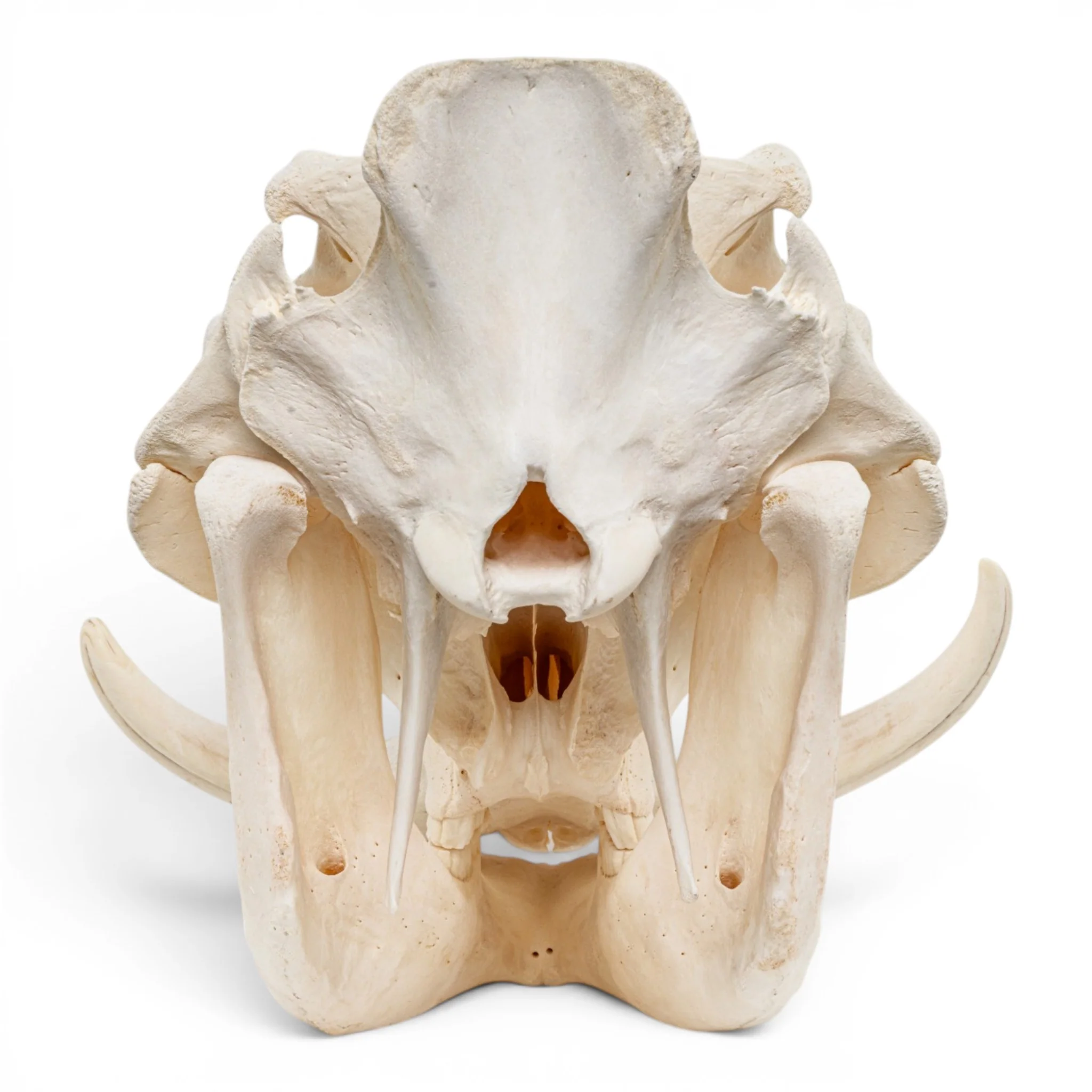 Real Warthog Skull - Image 5
