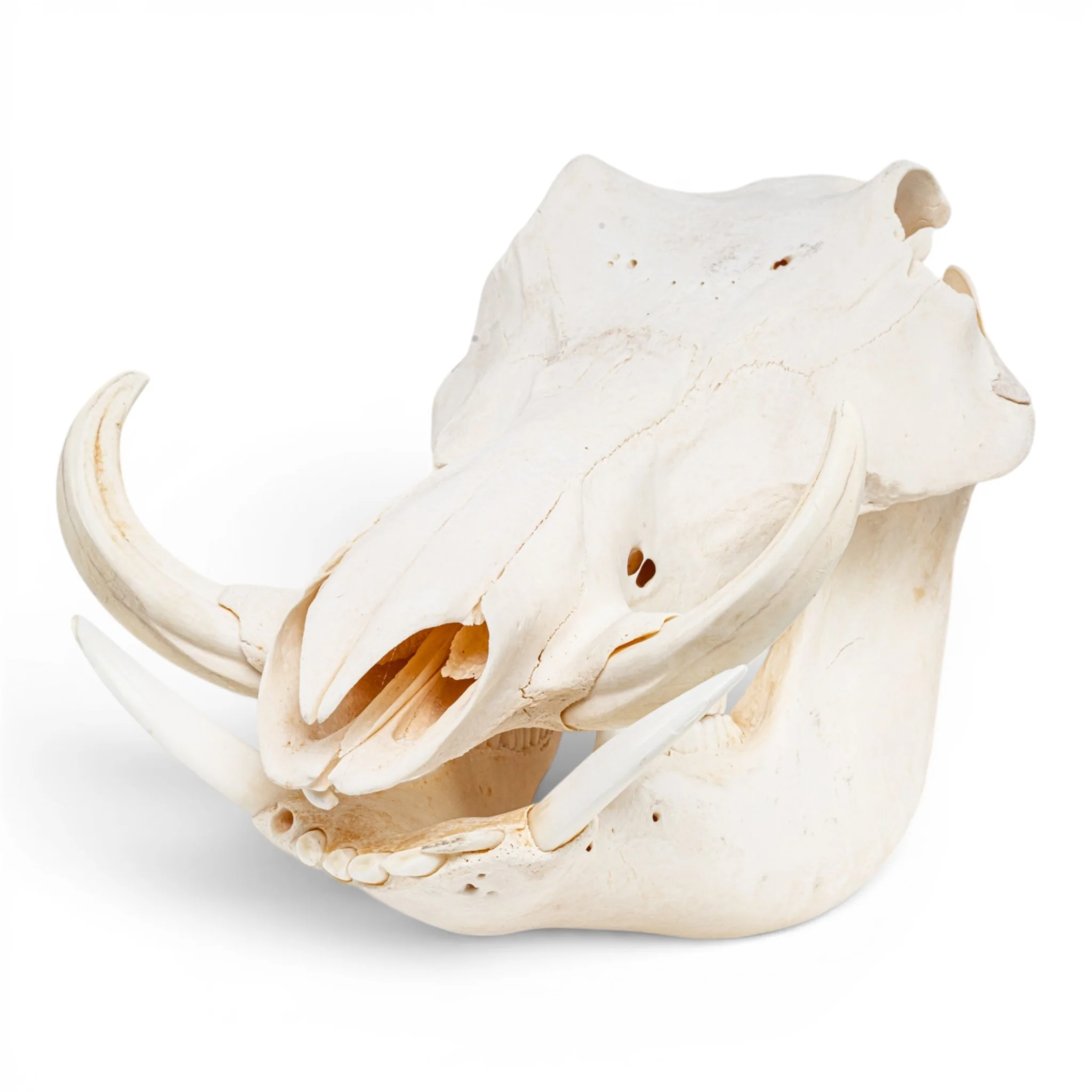 Real Warthog Skull - Image 6