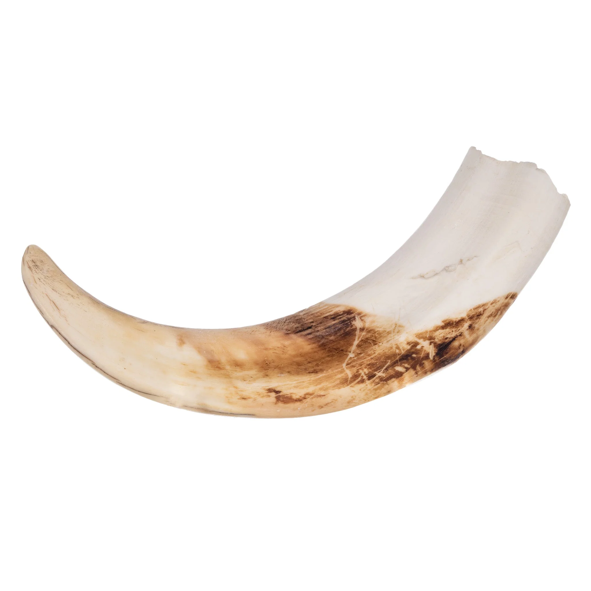 Real Warthog Tusk - Image 2
