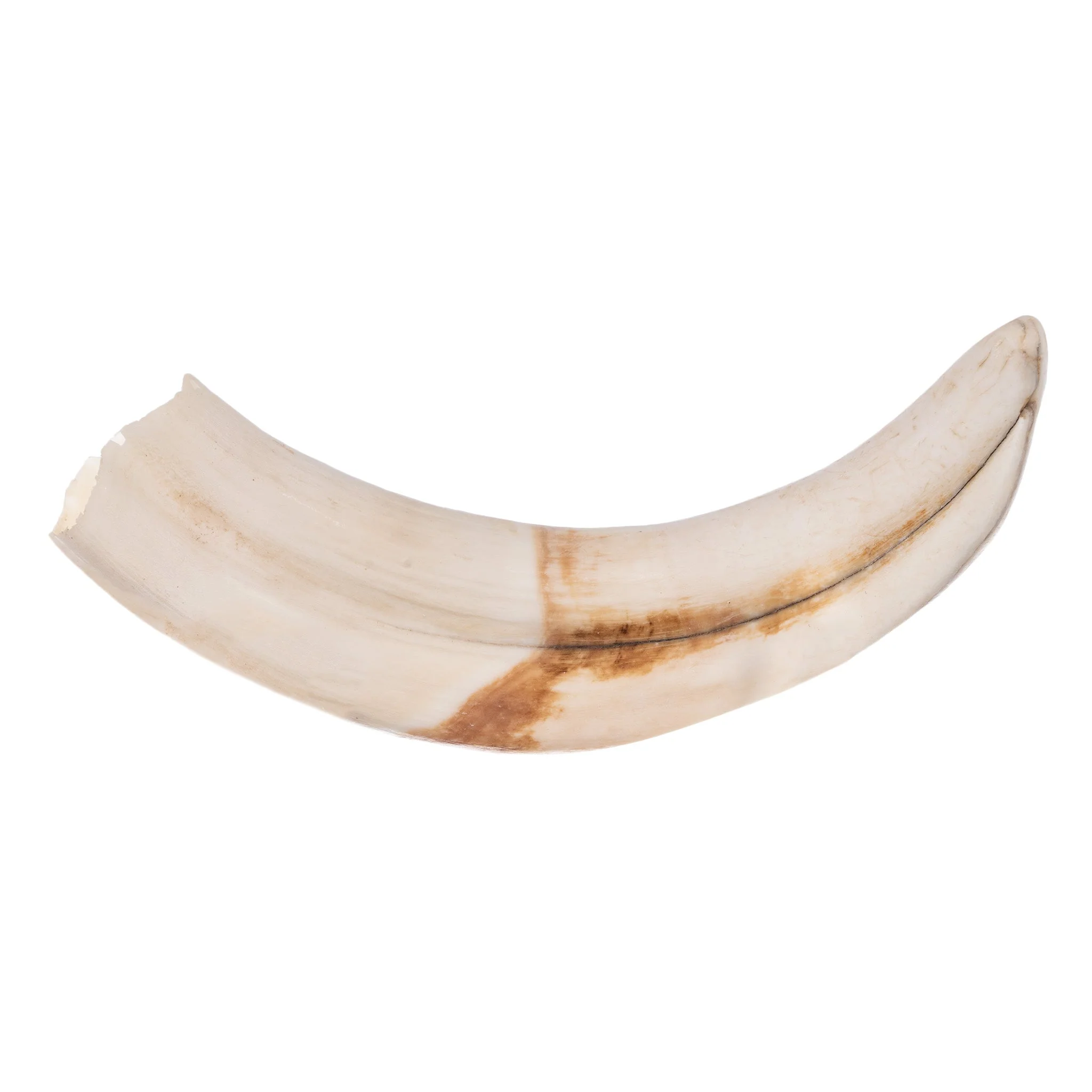 Real Warthog Tusk - Image 3