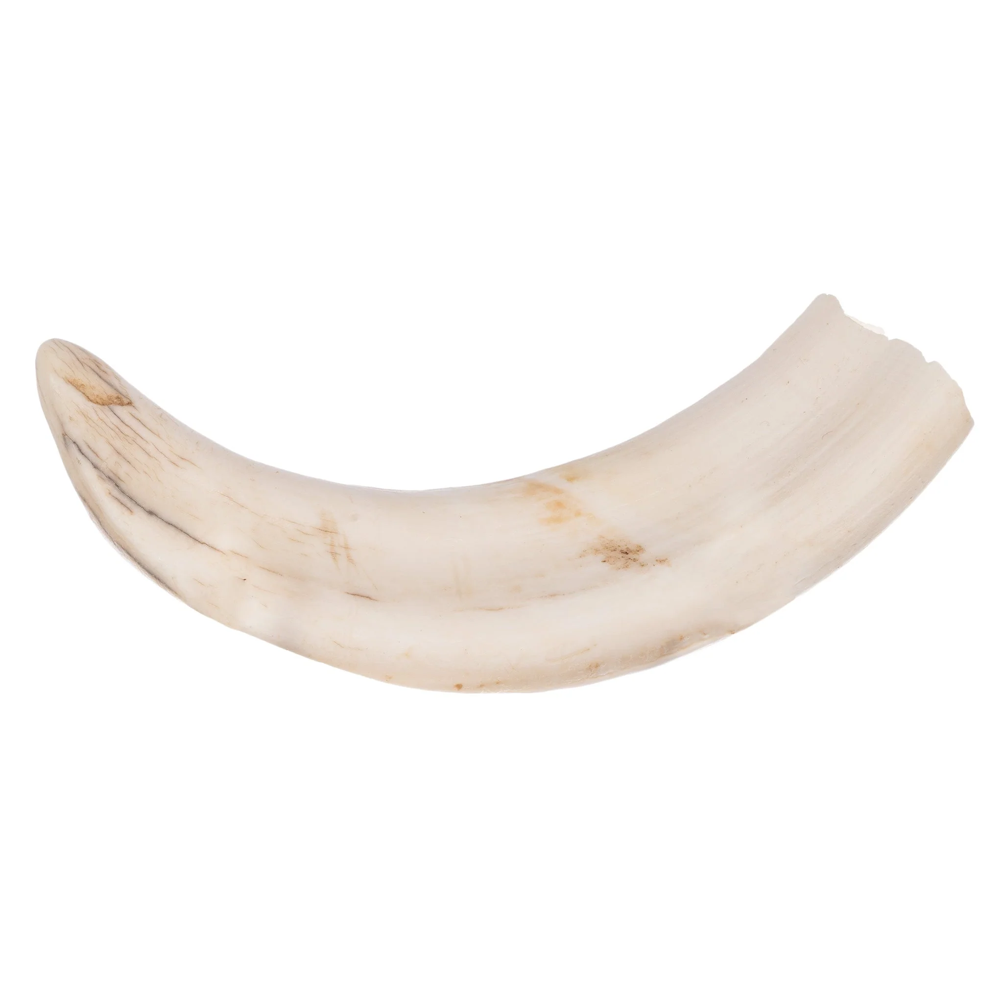 Real Warthog Tusk - Image 4