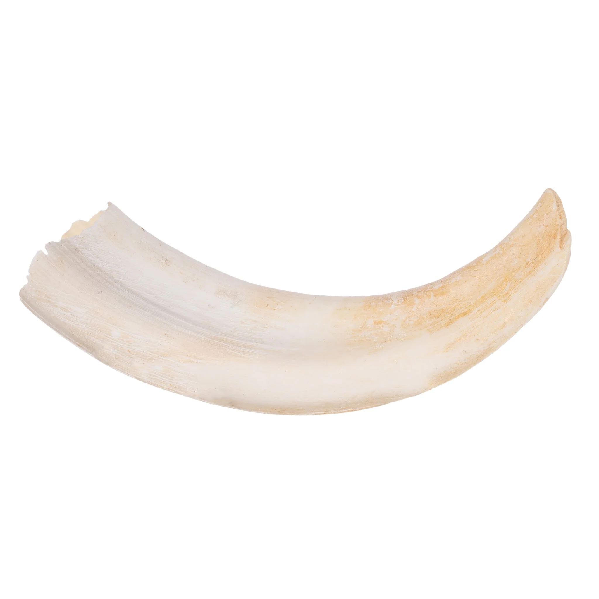 Real Warthog Tusk - Image 5