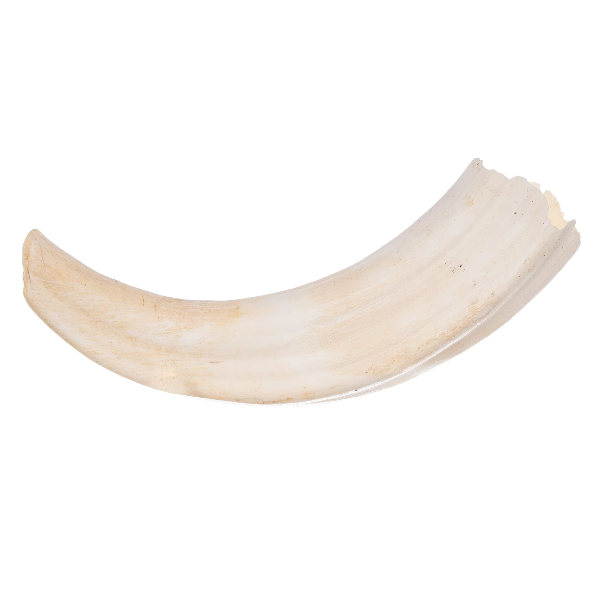 Real Warthog Tusk - Image 6