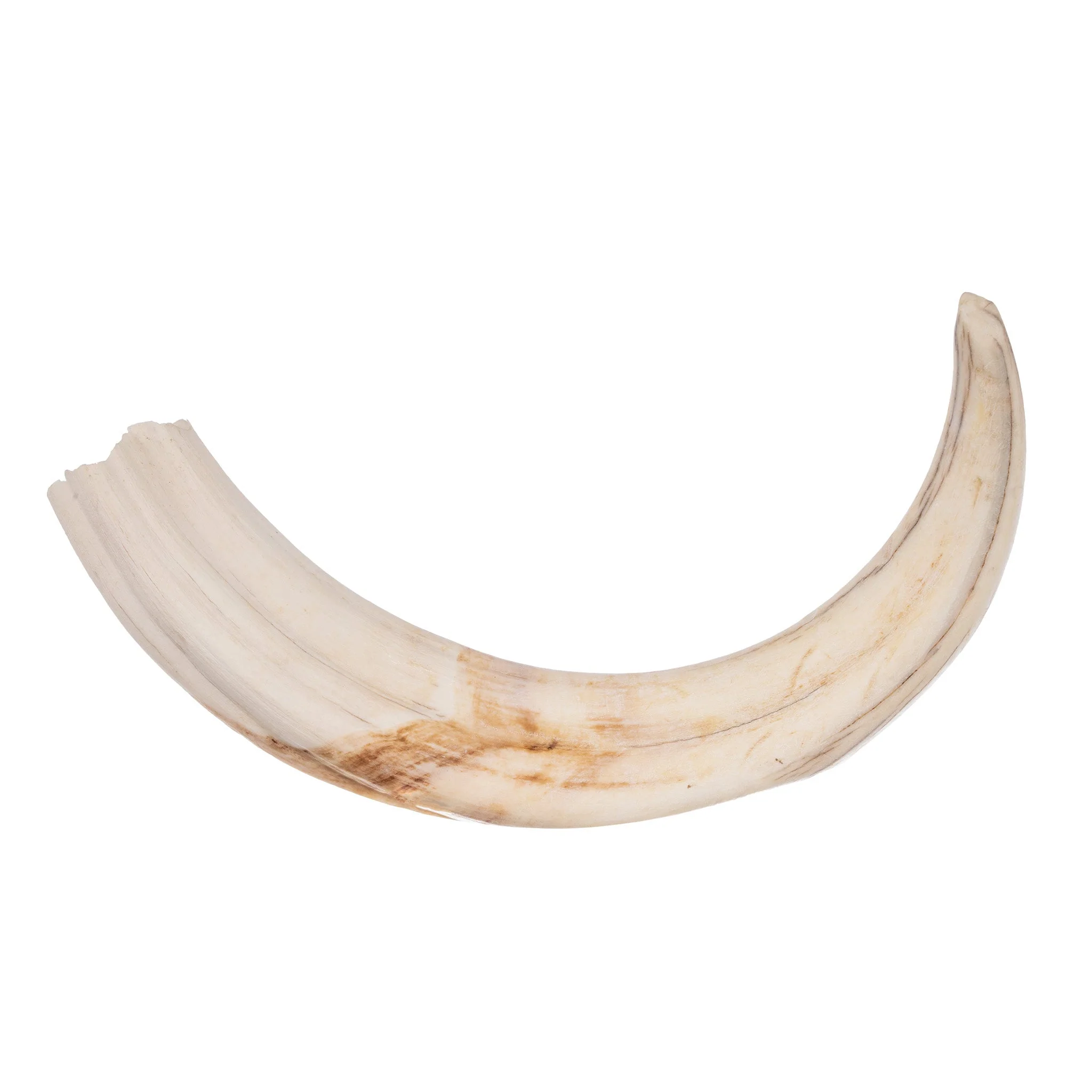 Real Warthog Tusk - Image 7